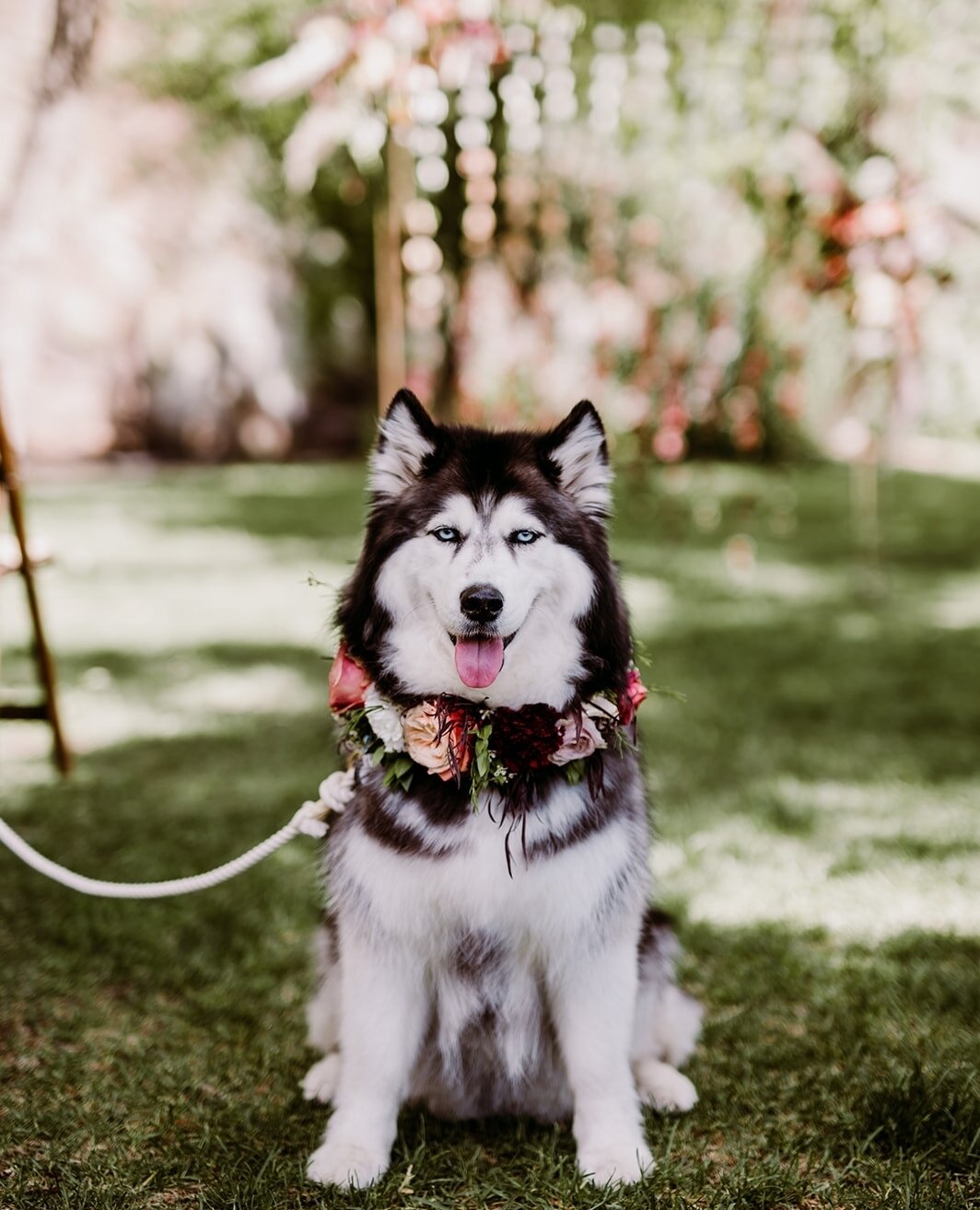 It's not often we throw a fur baby in the feed but  just looooook😍 This one is going down as one of the best doggo shots ever!⁠
⁠
We love getting to meet our clients' most important family members.... and this was no exception🤍⁠
⁠
#furbaby #husky #