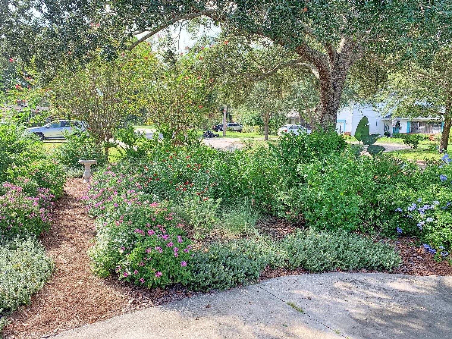 Front yard landscape design, no lawn, but a haven butterflies and pollinators in Orlando by Earthwise