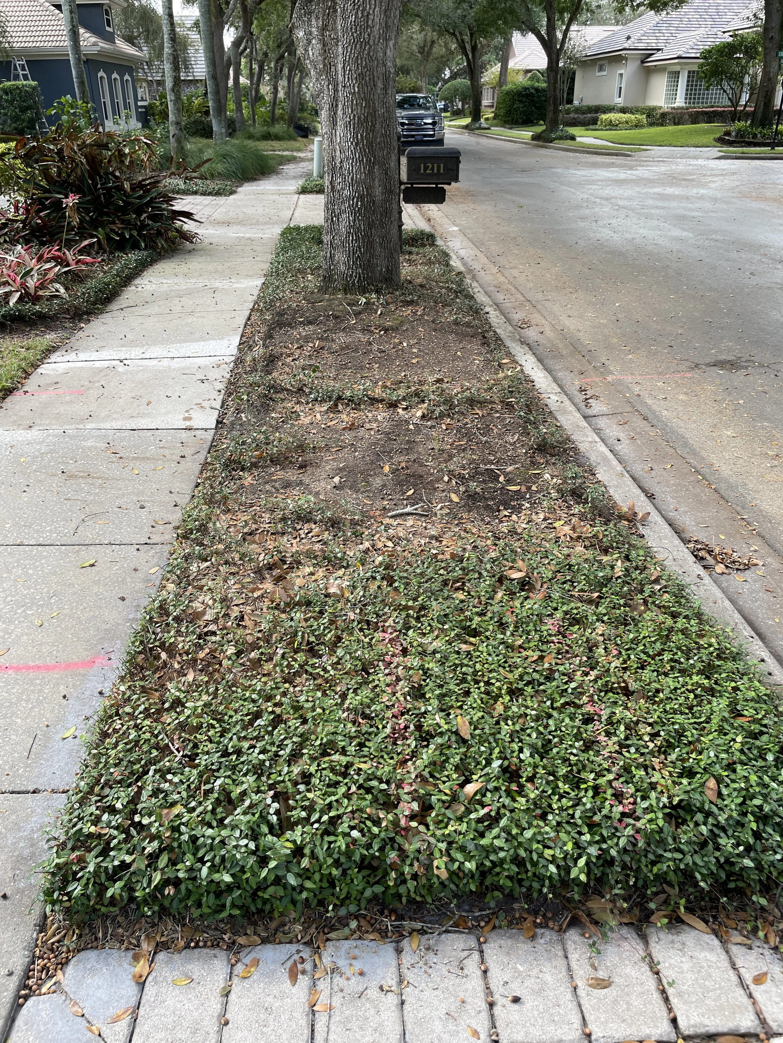 front yard before landscape picture showing declining ground cover.JPG
