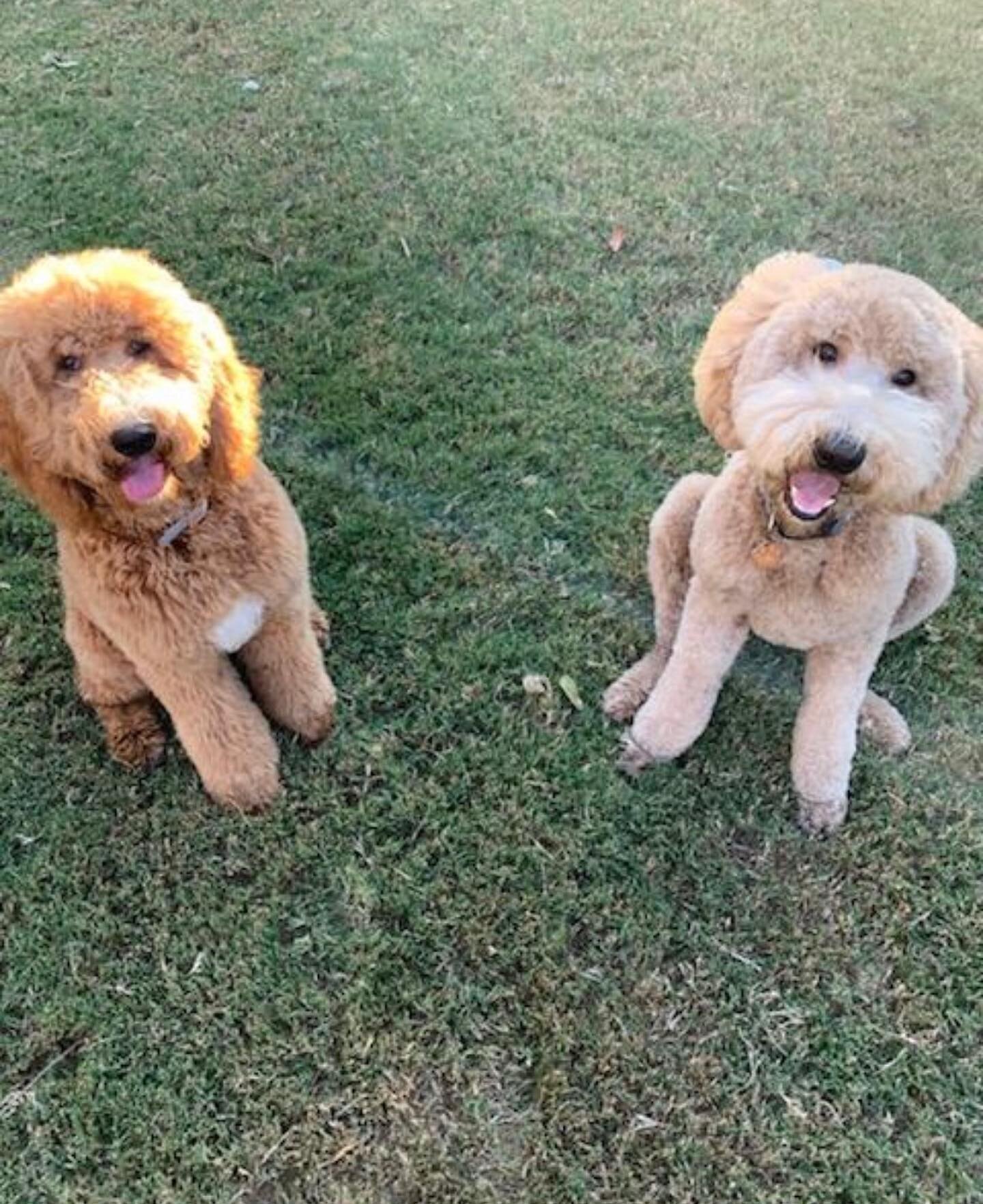 Winnie and Migo are siblings from different litters that belong to the same family. Their family says they are inseparable! 😍#puppyupdates
