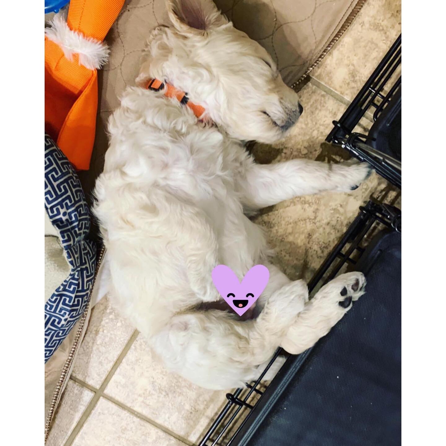The classic doodle sleeping pose. 😂 Last night I walked in to three of them sleeping like this. Orange, purple and blue. Blue was snuggled with aqua.
