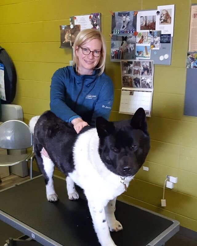 Another happily adjusted pup. #connexionsanimalchiropractic #animalchiropractic #happydog #itsadogslife