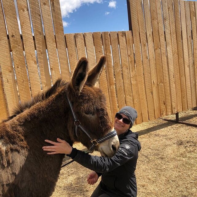 Dr Jennifer happily spending time with her new friend April 🥰 #happydonkey #happyequine #animalchiropractic #donkey #suchaniceday #happyanimals #connexionsanimalchiropractic
