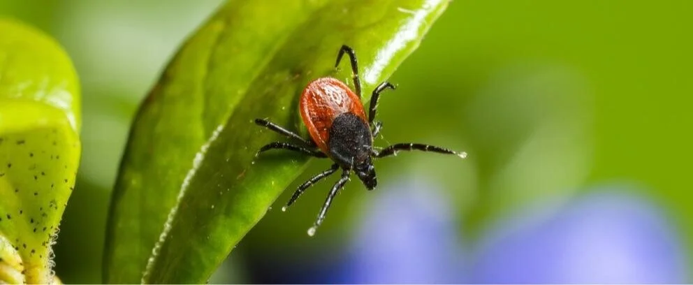 Ticks in Alberta 