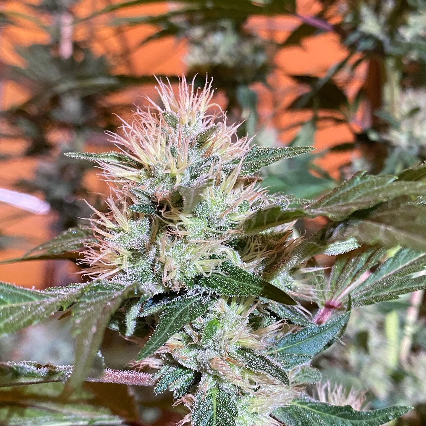 Cherry Abacus&trade;️ looking pretty👌 pretty nice and ready to harvest. 
🍒❄️🌿❄️🍒 Find it in our finished product line @dieselhemp along with our other proprietary cultivars ⛽️ in flower, pre rolls and concentrate form. Bred and produced in-house.