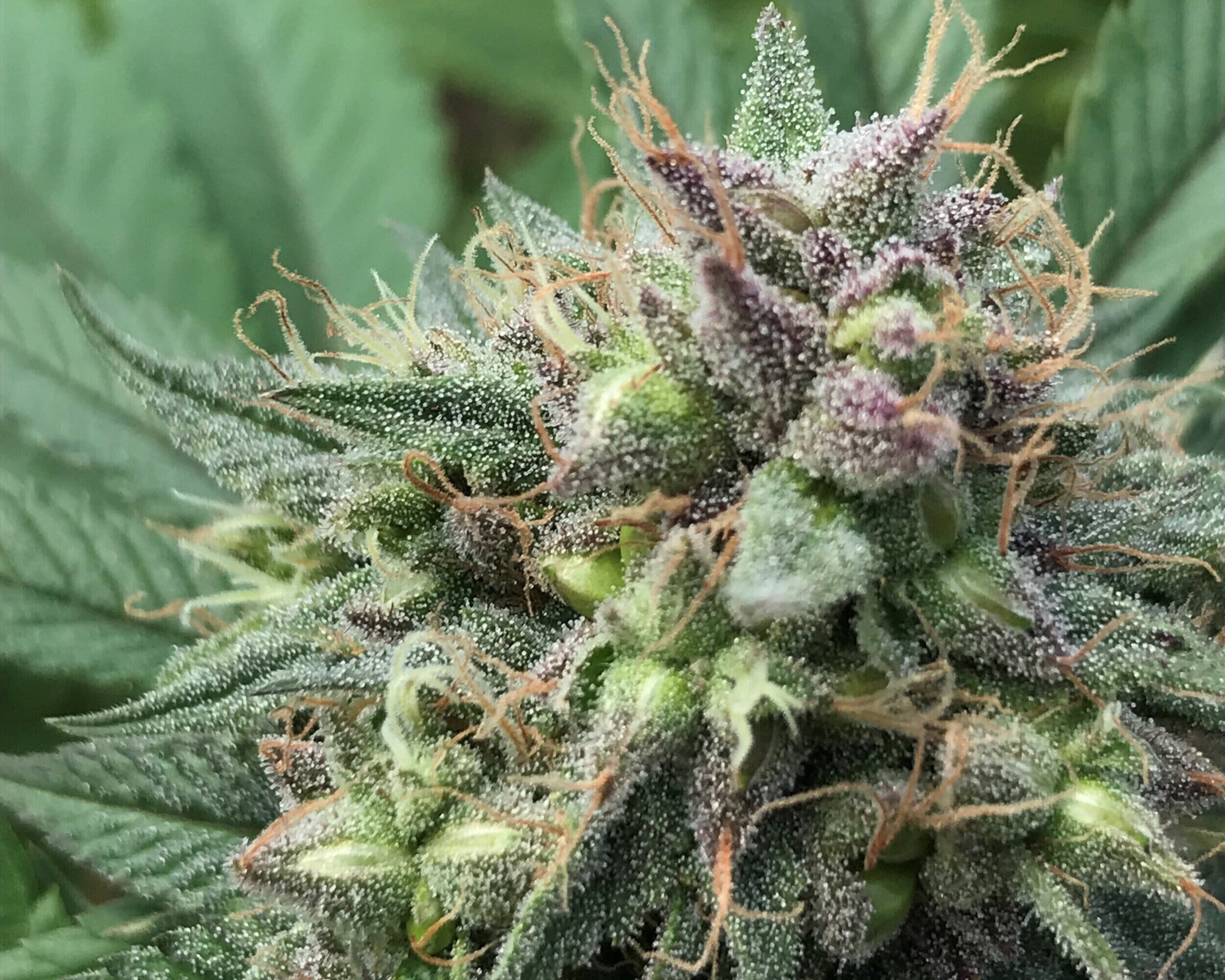 Fruity Loops (INDOOR) THC-A Flower I
