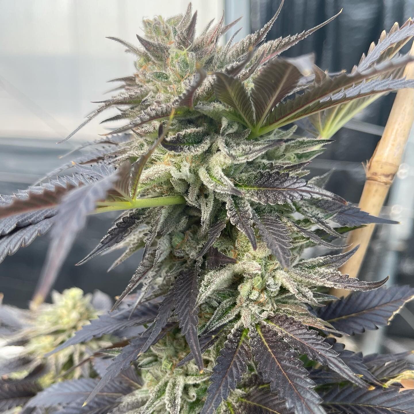 Watermelon Zkittlez - look at her dreamy, breathtaking colors and structure. Being bred to be Watermelon Diesel&trade;️ @dieselhemp and coming soon (and by soon we mean a few months as successful breeding doesn&rsquo;t happen overnight ;)
#abacusdies