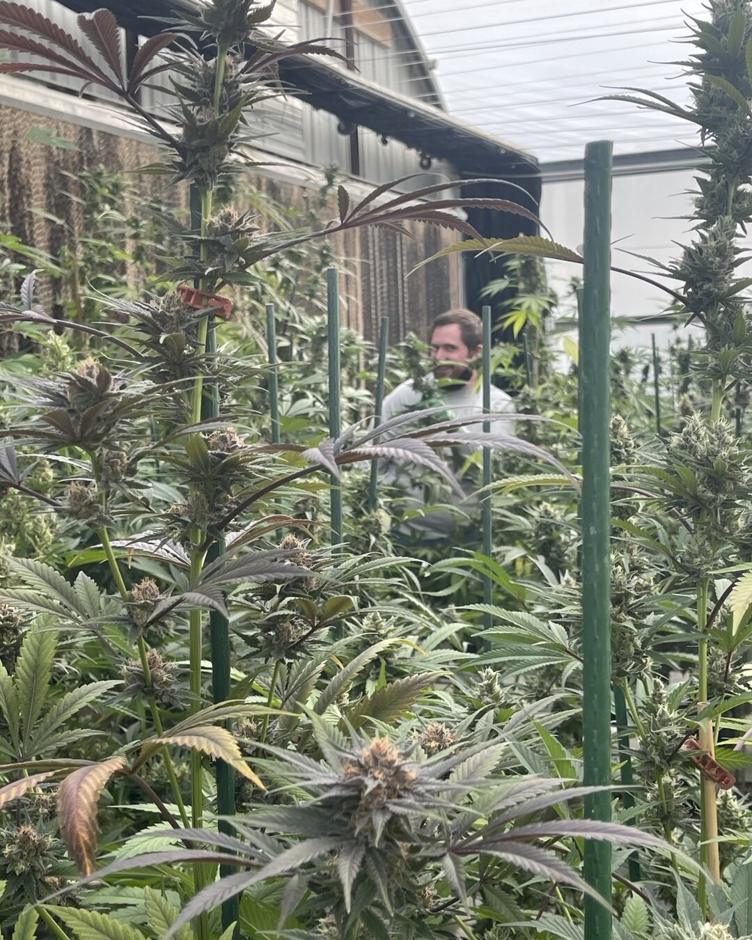 When you&rsquo;re cruising the greenhouse and your head of cultivation pops up out of the new crosses looking all happy AF.🌿 👀🌿 #cherrydiesel #lemondiesel #watermelon #abacusdiesel #hempflower #cbdflower #greenhousegrown #bredinhouse #coloradogrow