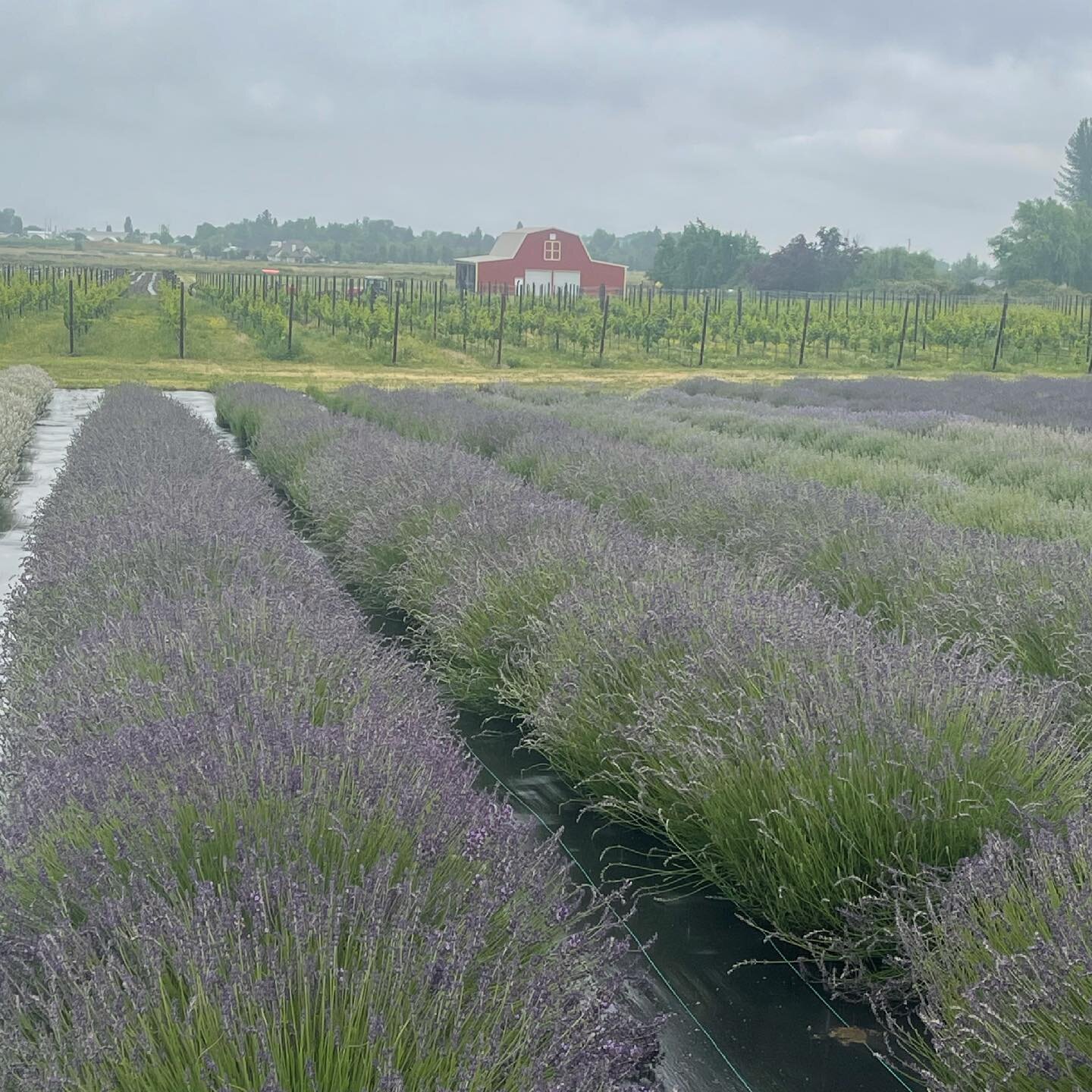 (Really delicious)Wine. Lavender. Hemp. Geese ;) Rich soil and perfect growing climate. Pure magic is happening at @dosmariposas.vineyard  which is why we could not be happier to partner with them on growing our genetics. We cannot wait to see what t