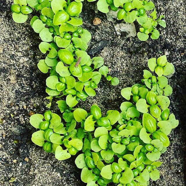 Baby Basil coming through! We have a large collection of vegetable seeds including many (many) hard to find lettuce varieties. More arriving every week. Available for delivery or pick-up from Vasse!
.
.
.
.
.
#seeds #vasse #grow #margaretriver #food 