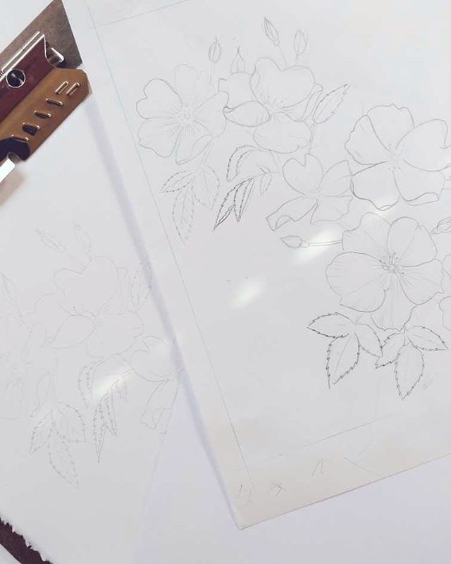 A little bit of sunlight and new flower drawing. What's your favorite color of rose? I really like these white wild roses that I'm drawing here. 
I recently planted a new rose in my garden, it's called the lark ascending and it is absolutely gorgeous