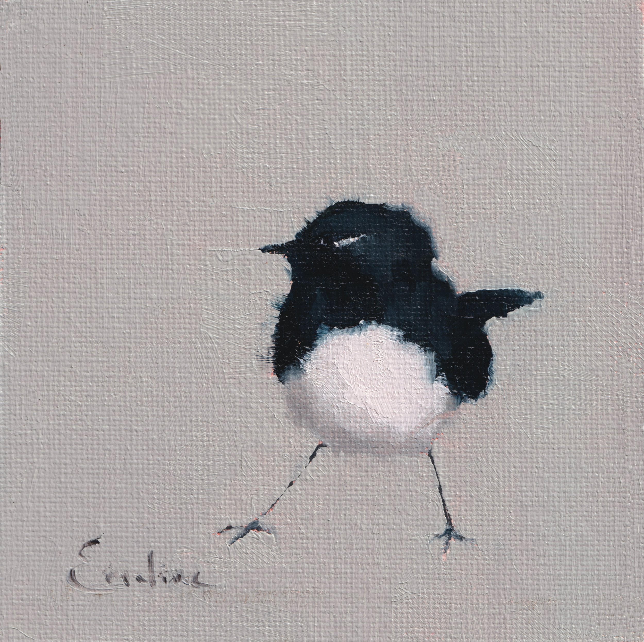 Willy Wagtail .jpg