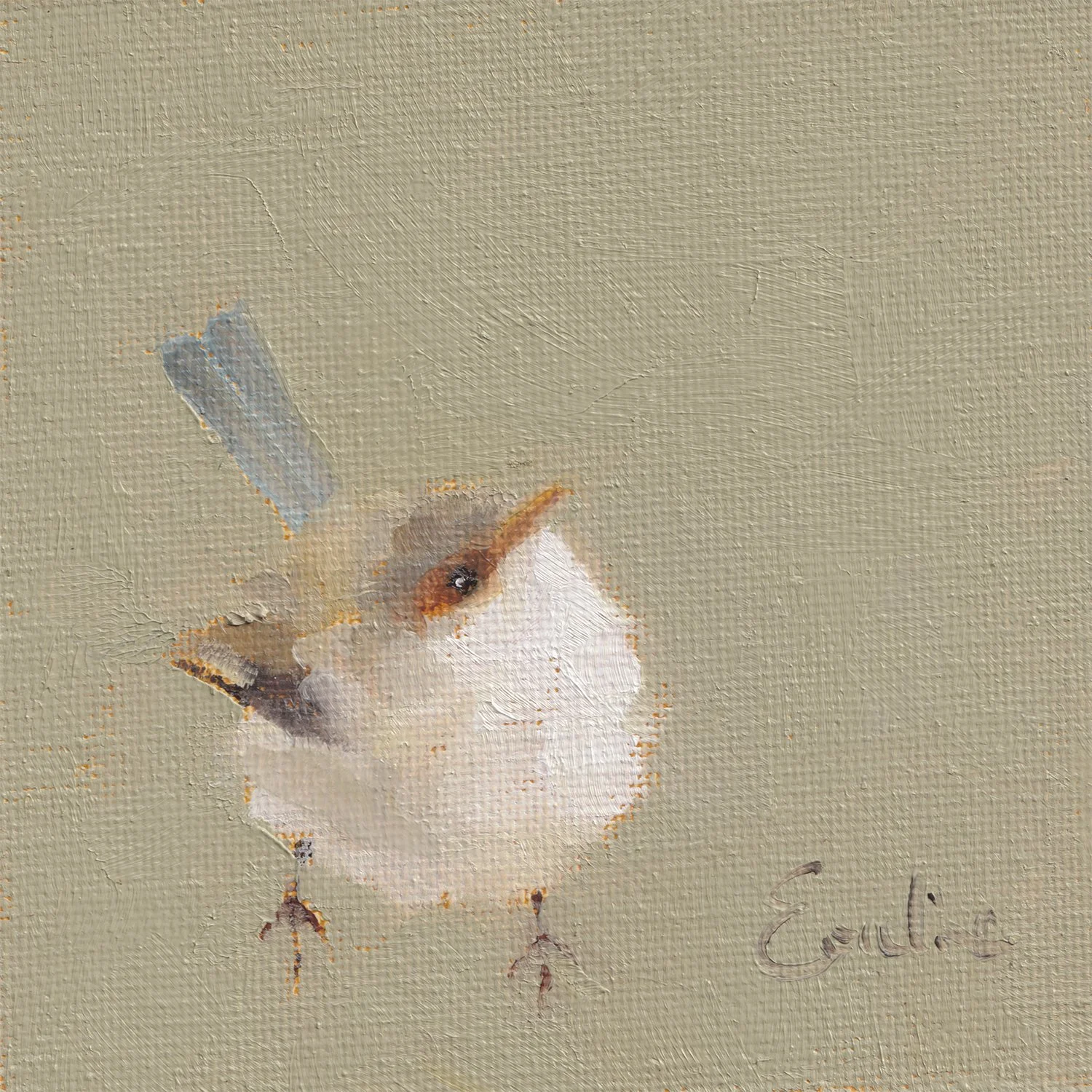 Greetings Card - Curious Fairy Wren