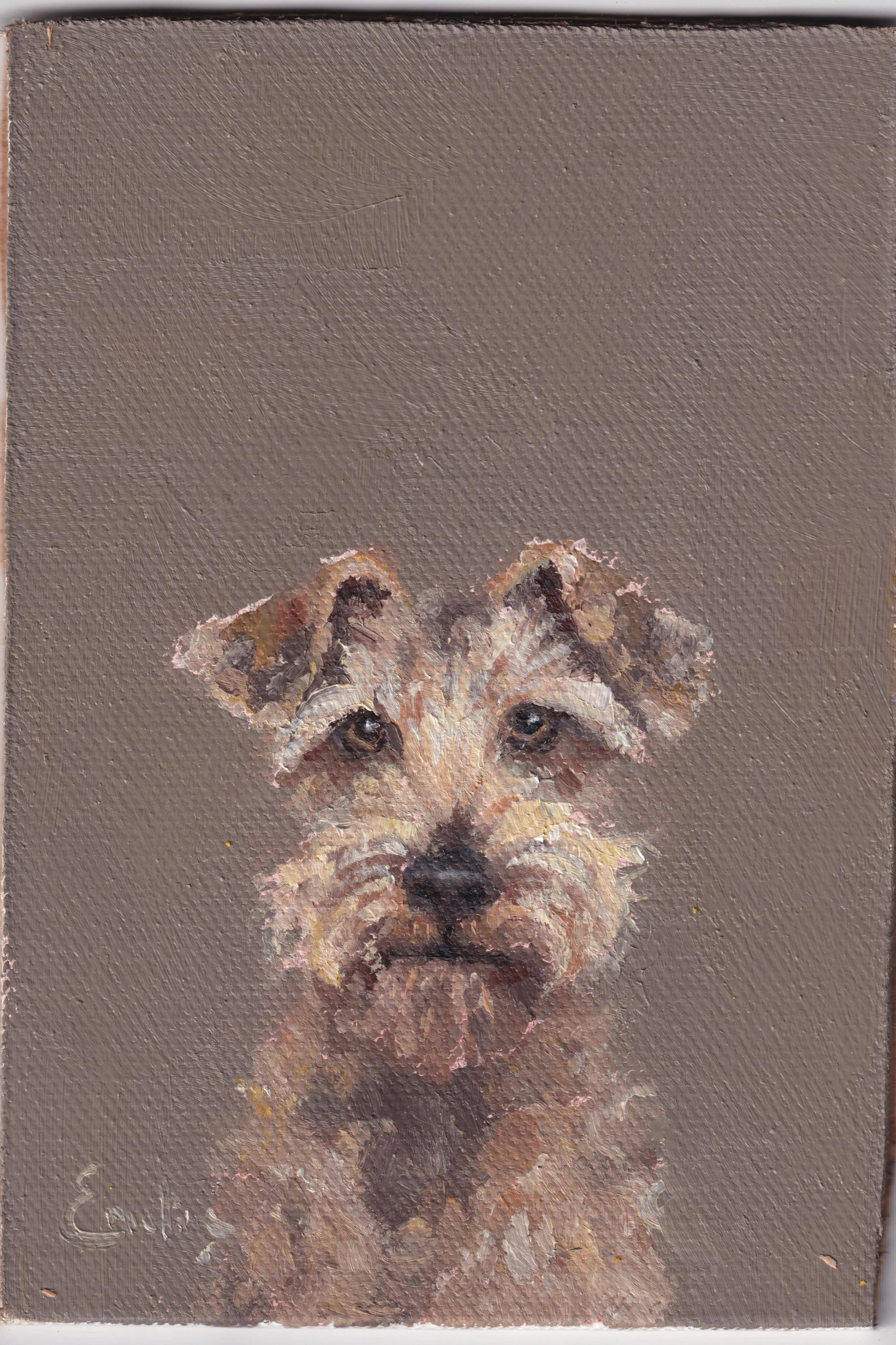 Shaggy Dog.jpg