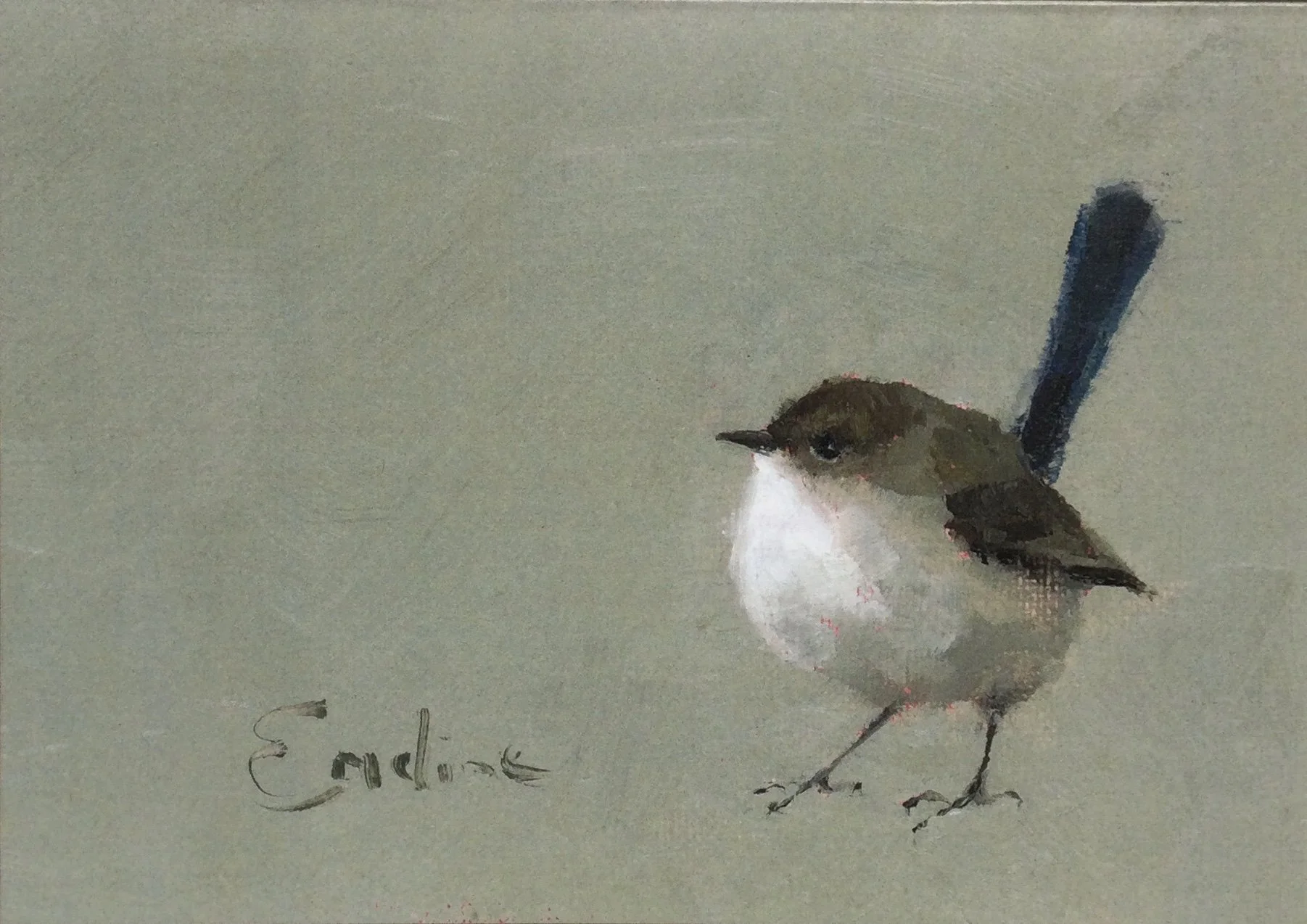 Greetings Card - Fairy Wren