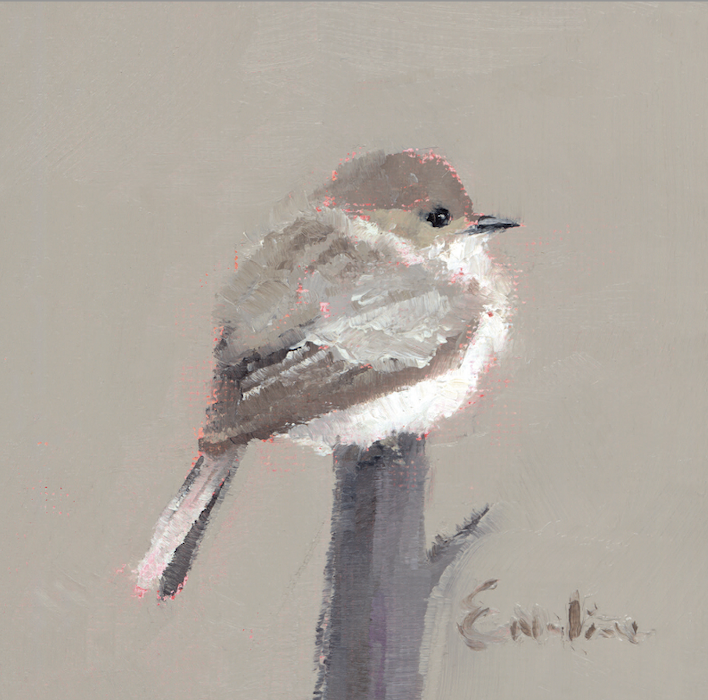 Screenshot BD008 Little Eastern Phoebe 2025-05-20 at 14.33.57.png