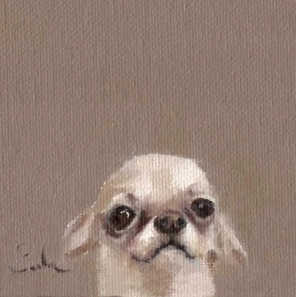 Greetings Card - Little Chihuahua
