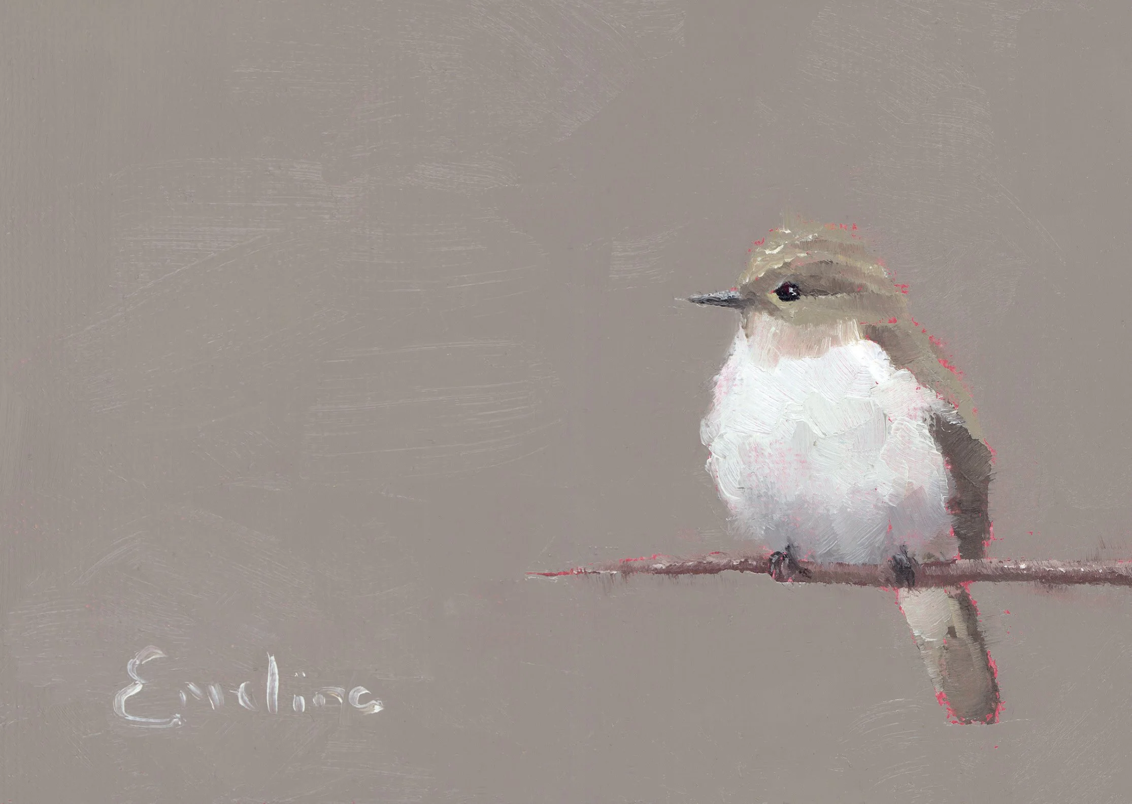 Spotted Flycatcher.jpg