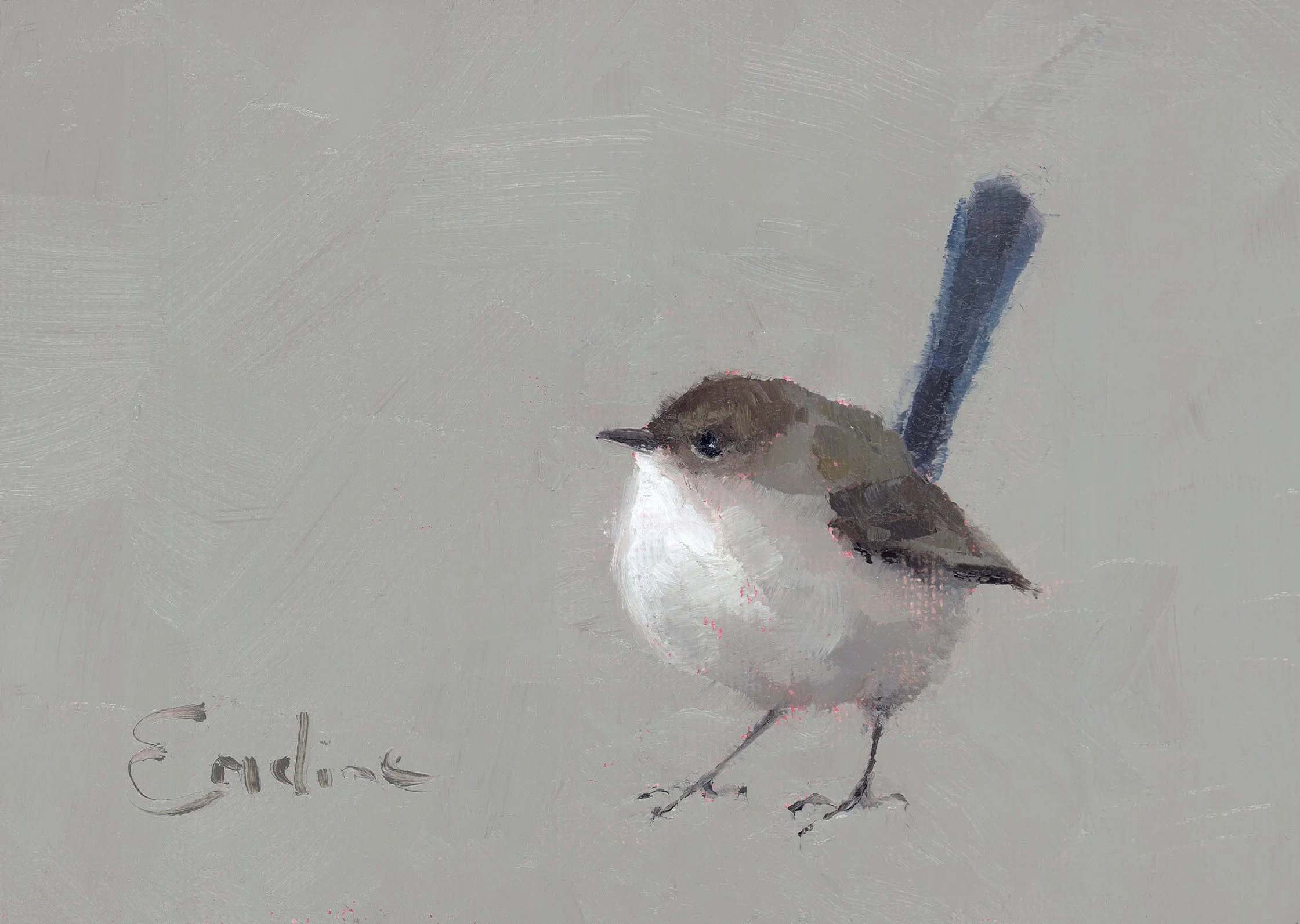 Fairy Wren.jpg