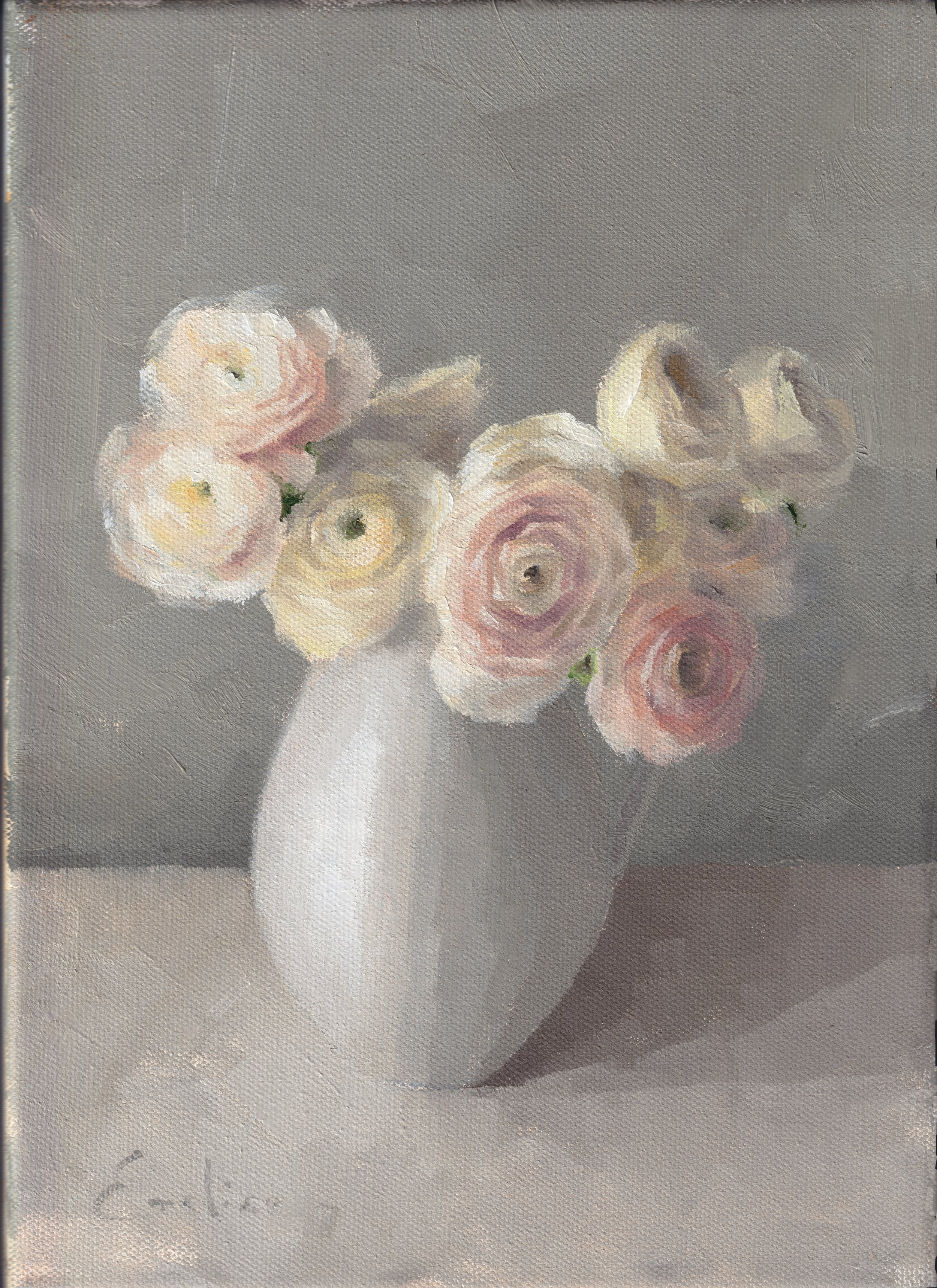 FL038 Pink Ranunculus in the Studio.jpg