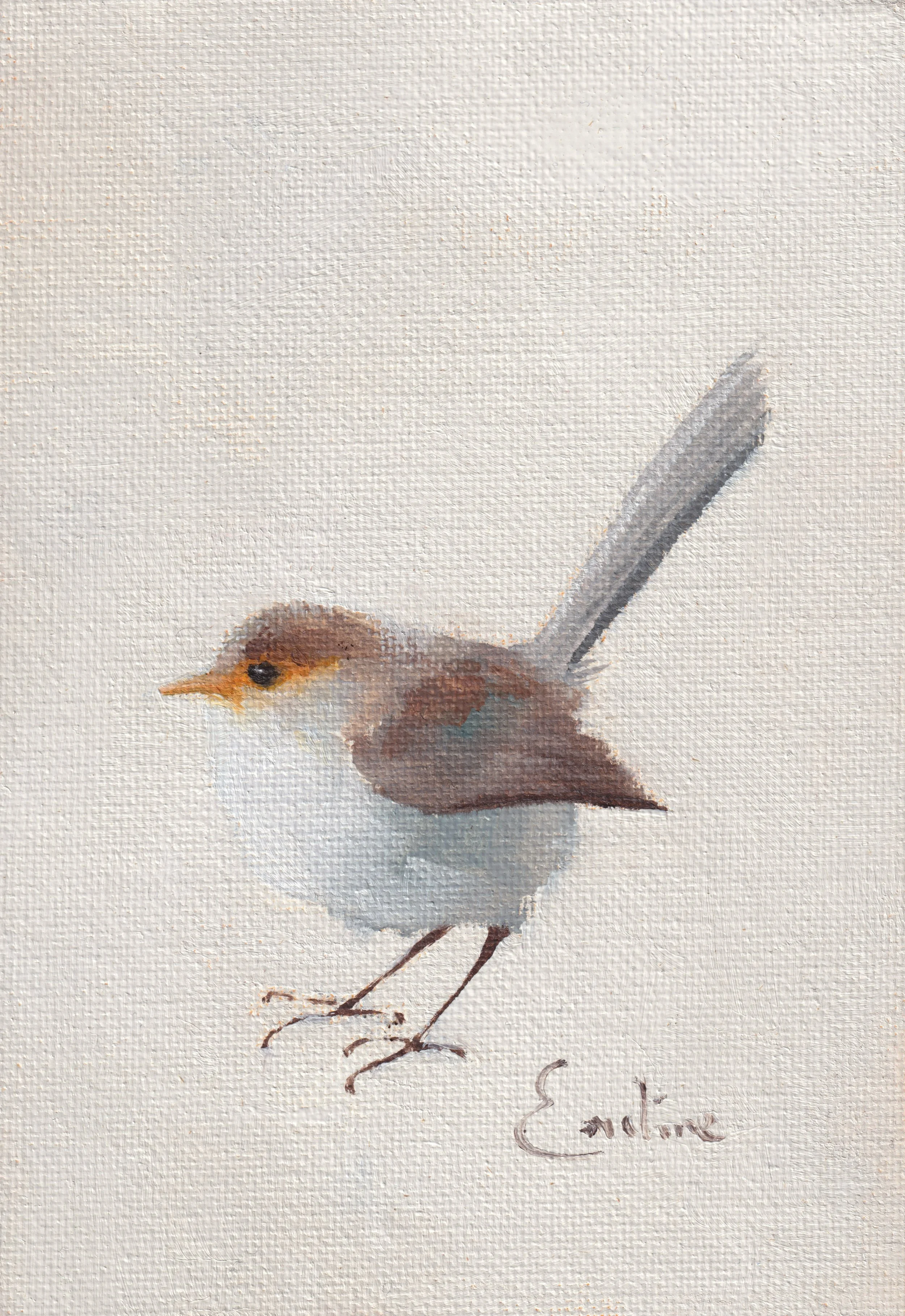 BD011 Janary Fairy Wren .jpg