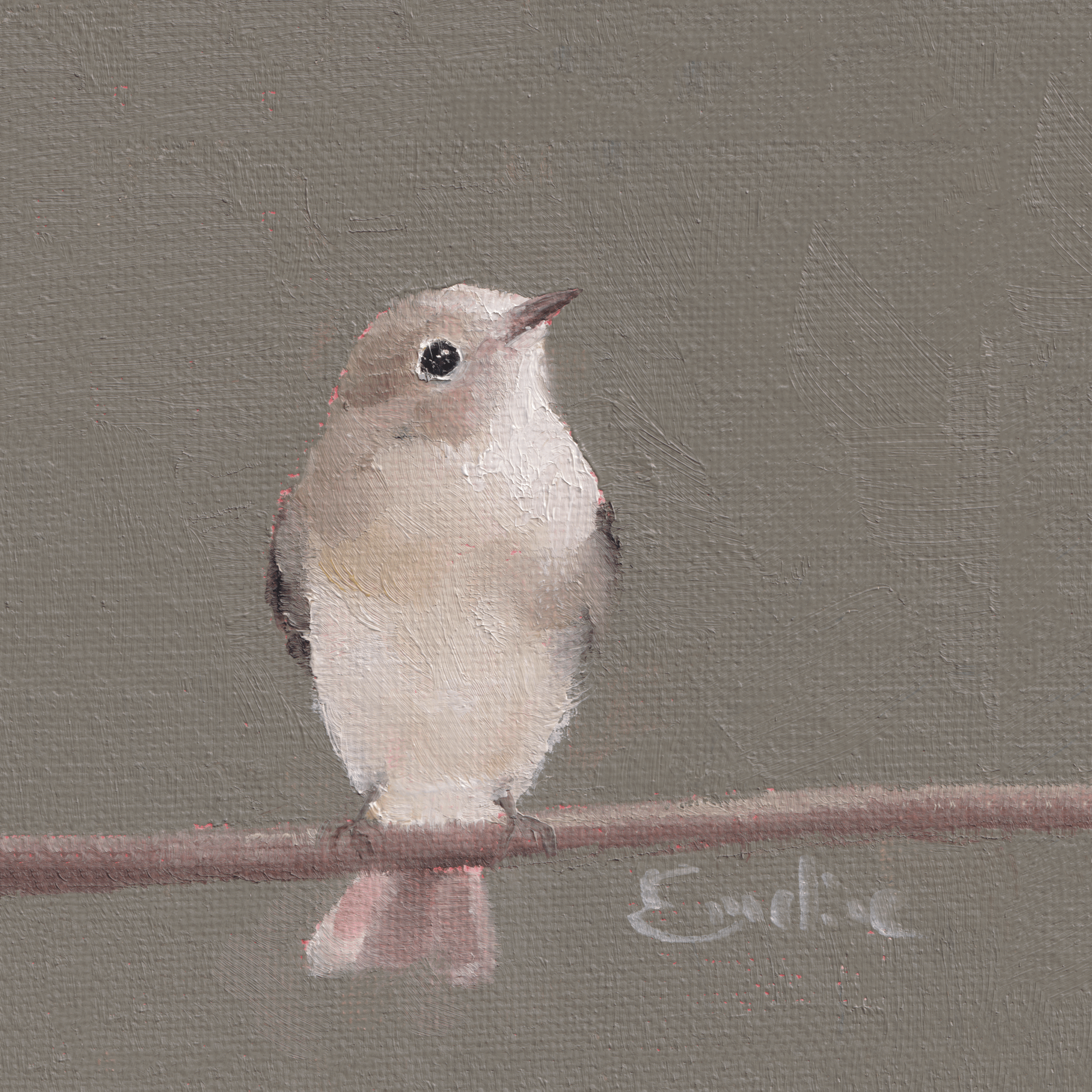 Greetings Cards - Acadian Flycatcher