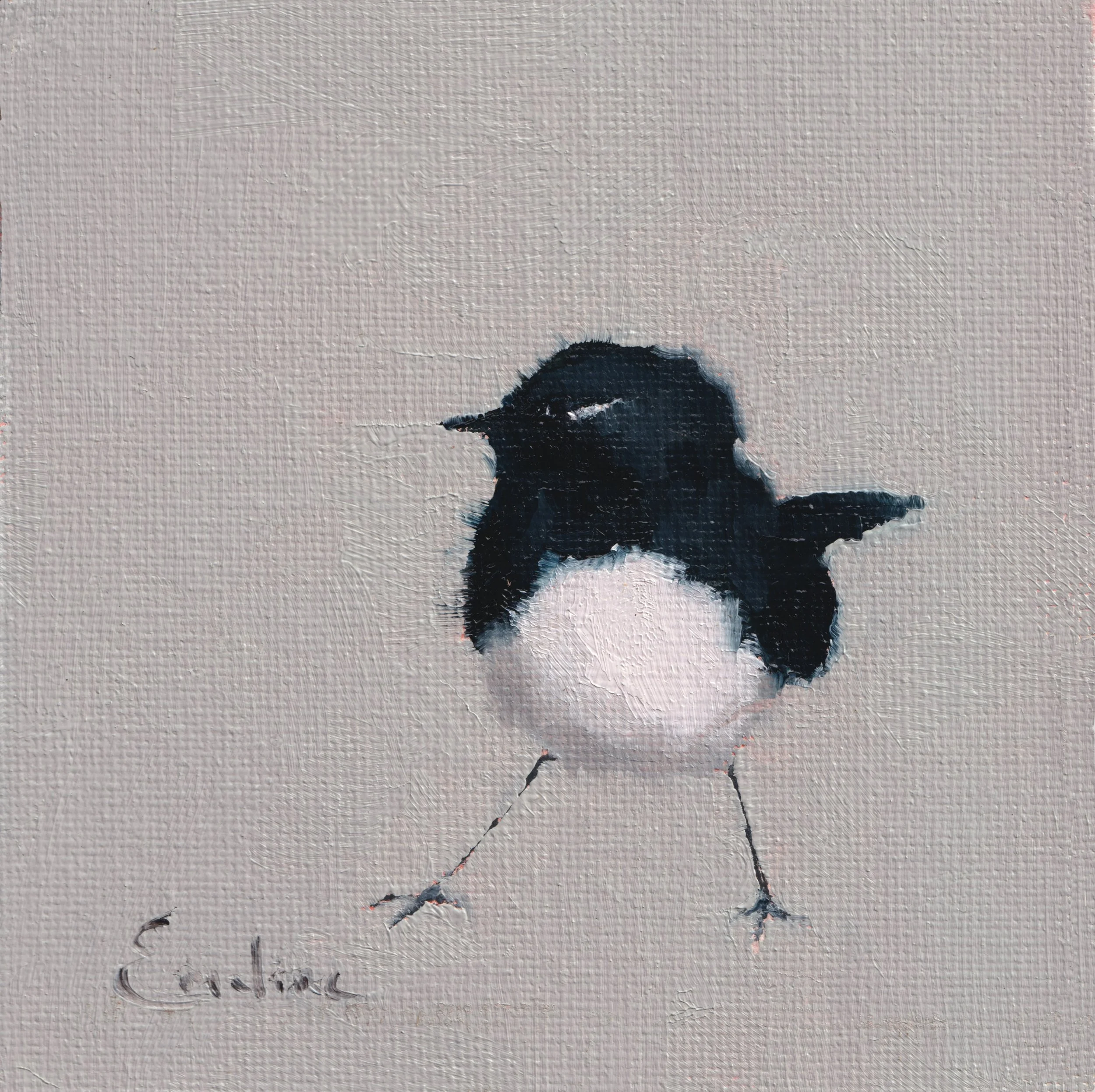 Greetings Card - Willie Wagtail