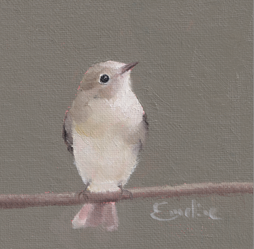 BD017 Acadian Flycatcher .png