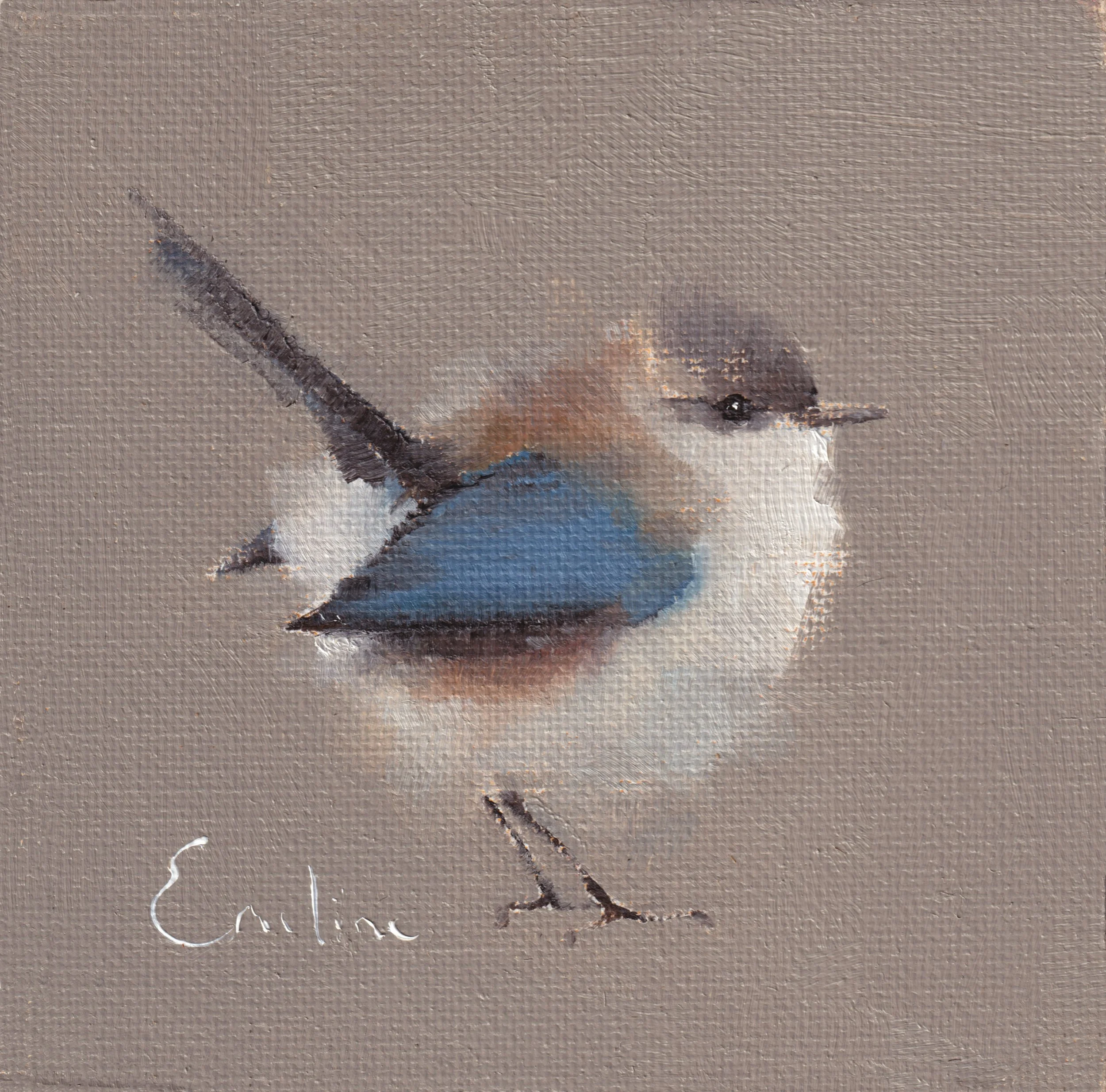 BD010 Winter Fairy Wren .jpg