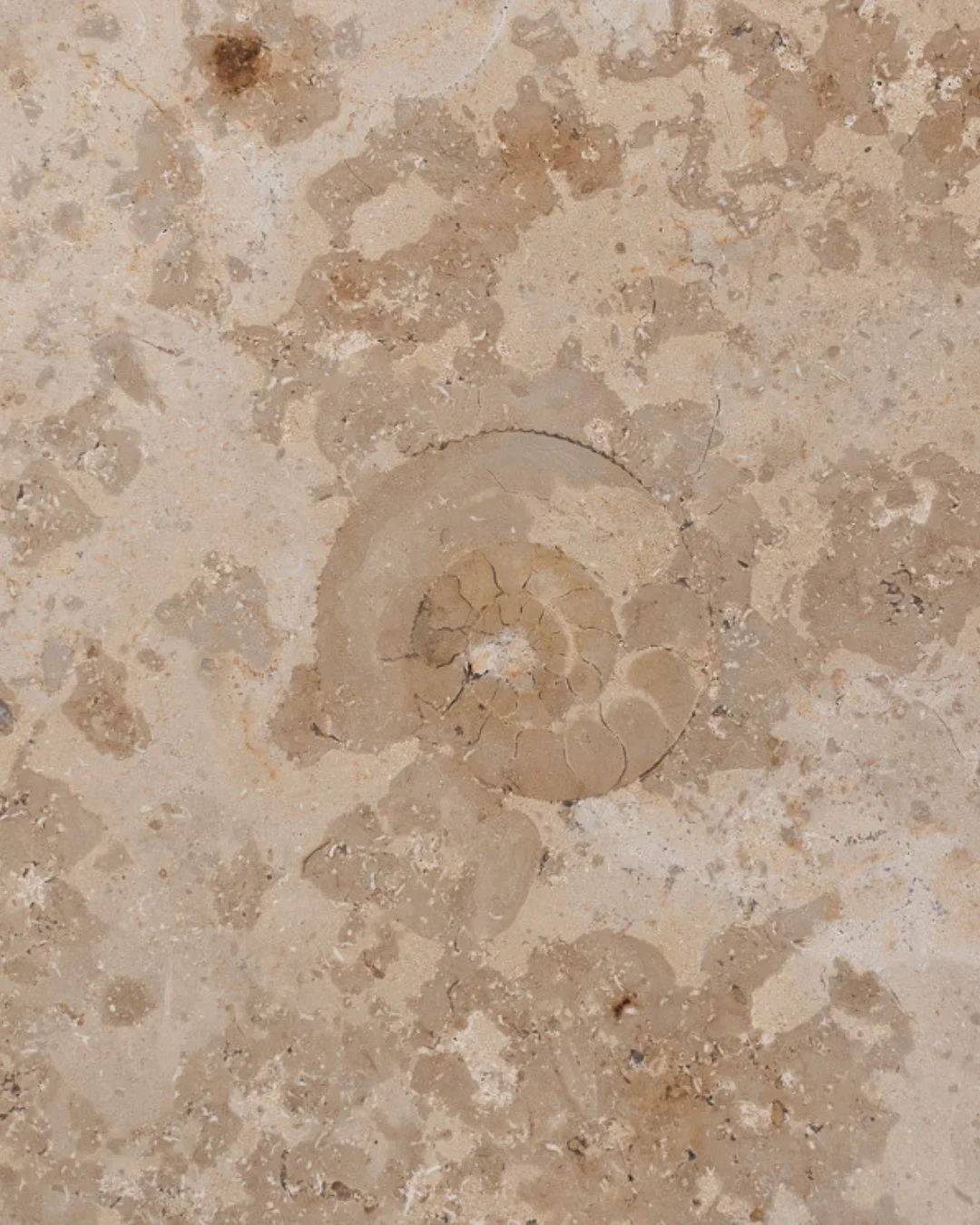 Varme toner og naturens aftryk 🐚⁠
⁠
Jura Gelb er dannet i tropiske laguner over millioner af &aring;r og har samme geologiske ophav som Jura Grau Blau. Det ses i stenens rolige spil og de sm&aring; fossile aftryk, som ofte tr&aelig;der frem i overfl