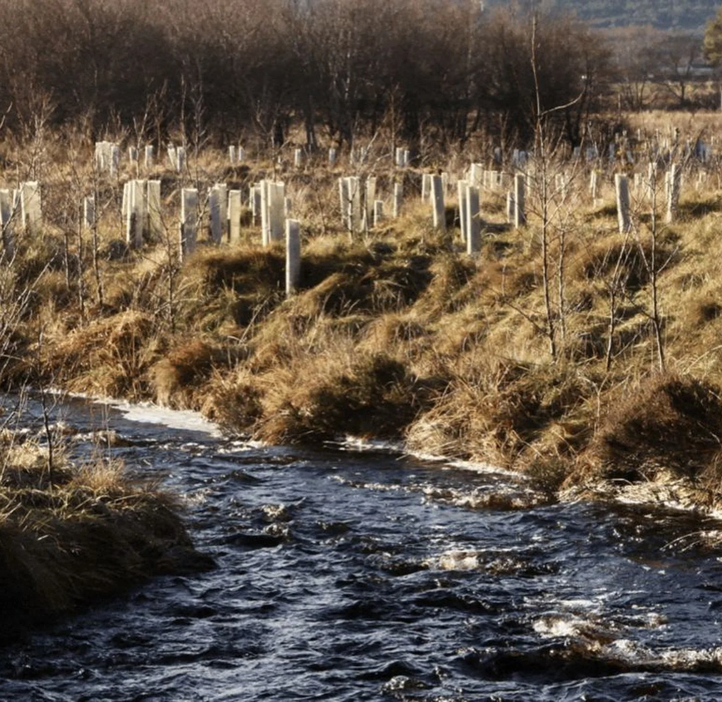 Some trees Cassia Jewellery has planted in Scotland with @carbonaware all thanks to you for supporting a small business !