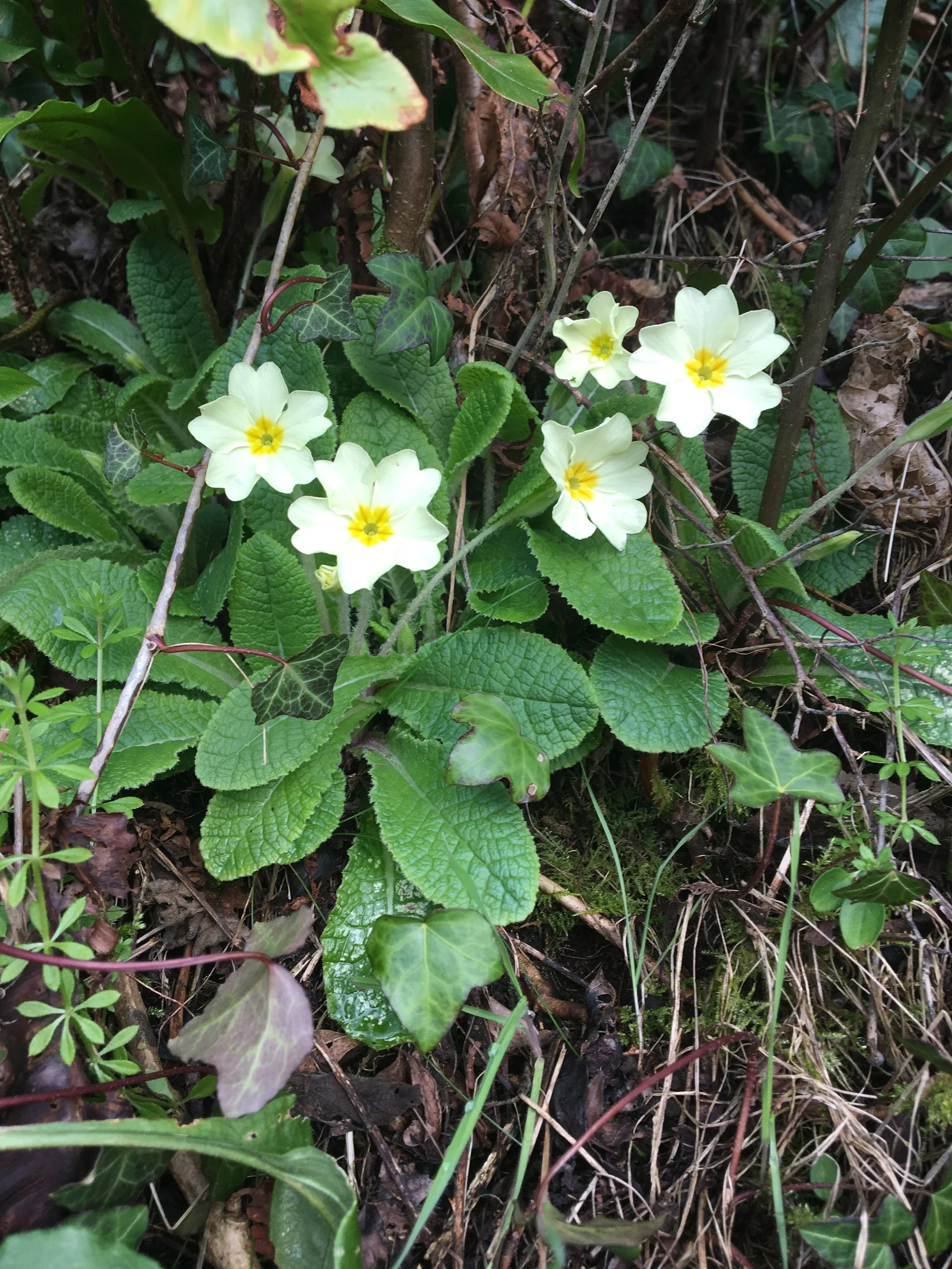 primroses first to show up.