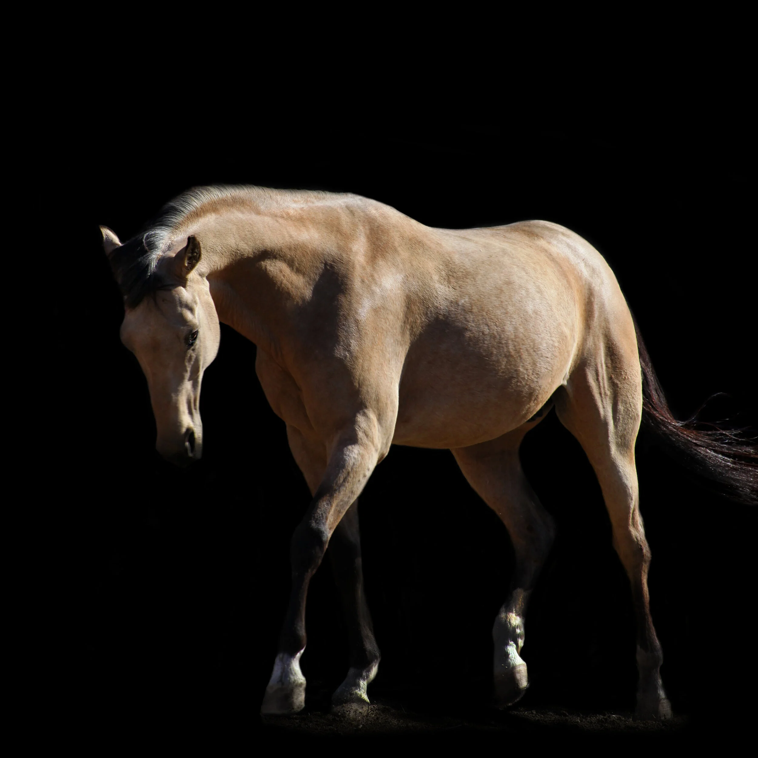 Kurt: “You bring out a sweetness or gentleness in the horse that conveys so clearly. I love that it drops to black. The horse stands that much more out with the black background.”