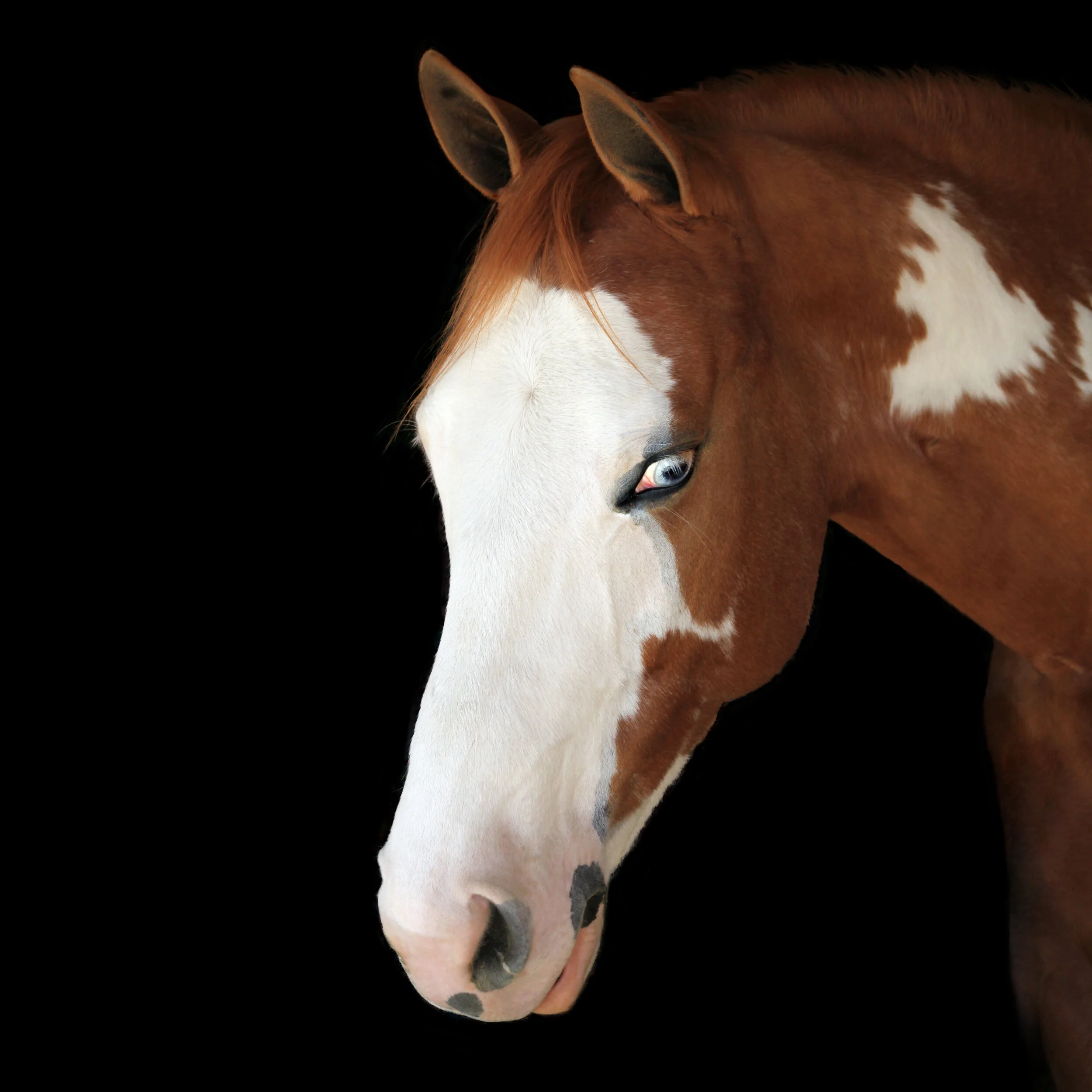 Alex: ”These portraits are absolutely gorgeous! To me, the photo of Major evokes something very storybook. The way you light and soften them makes them other-worldly - such a unique signature."