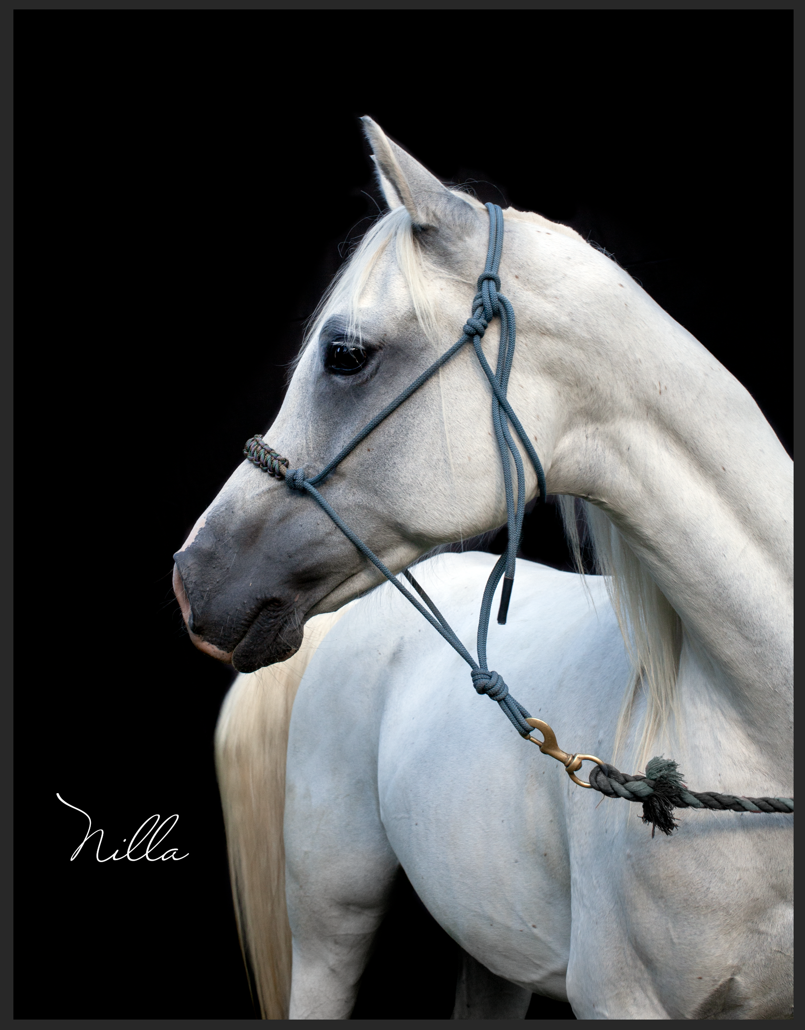 Ainsley Susky: “You are very talented! Hopefully you'll offer this next year when I have more time to be at rides.”