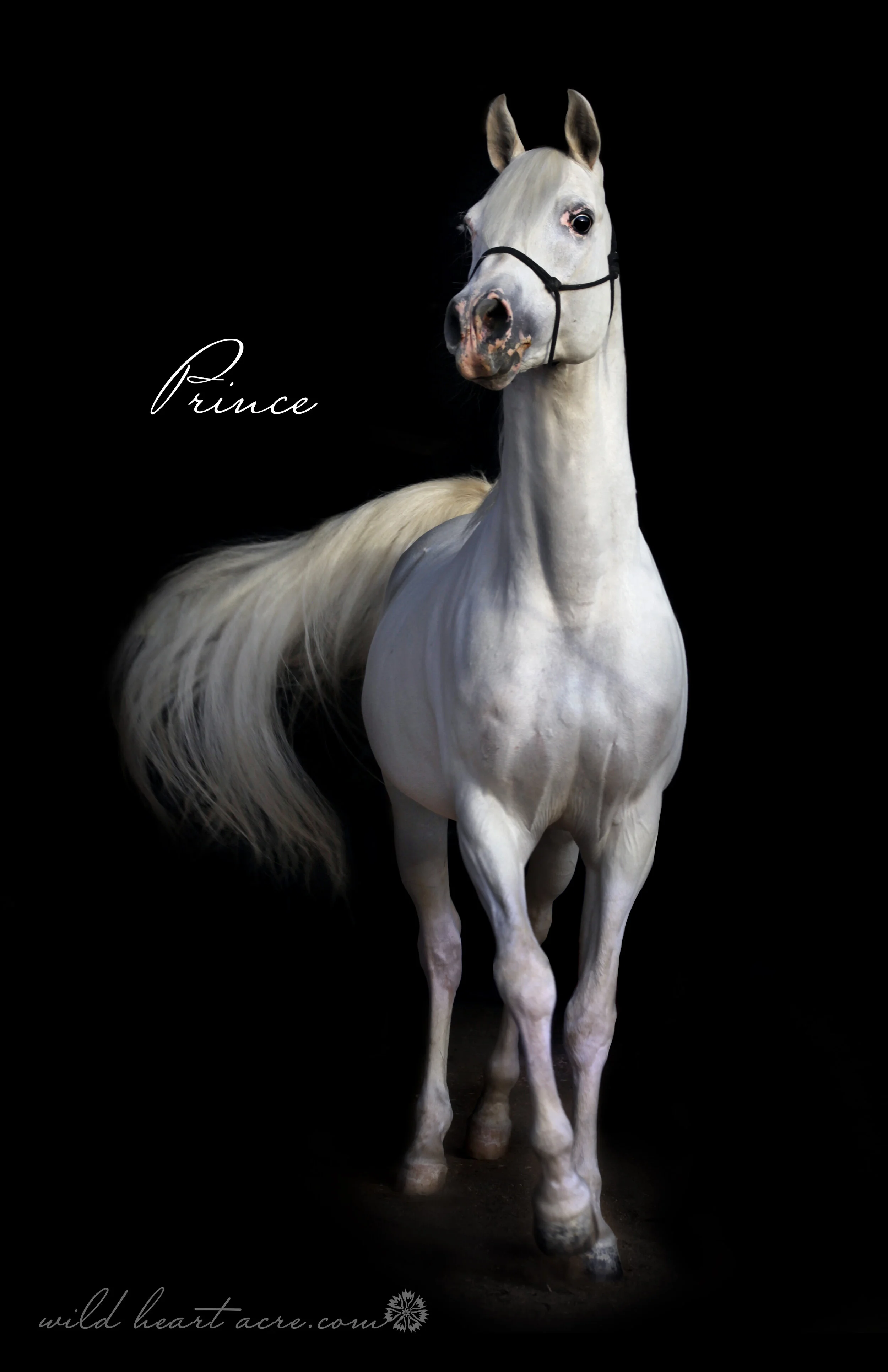 Andrea Estes:  “You’re an amazing photographer, Eve. He looks beautiful, we will treasure these portraits forever. These are very special. Thank you so much for capturing their their true spirit!"