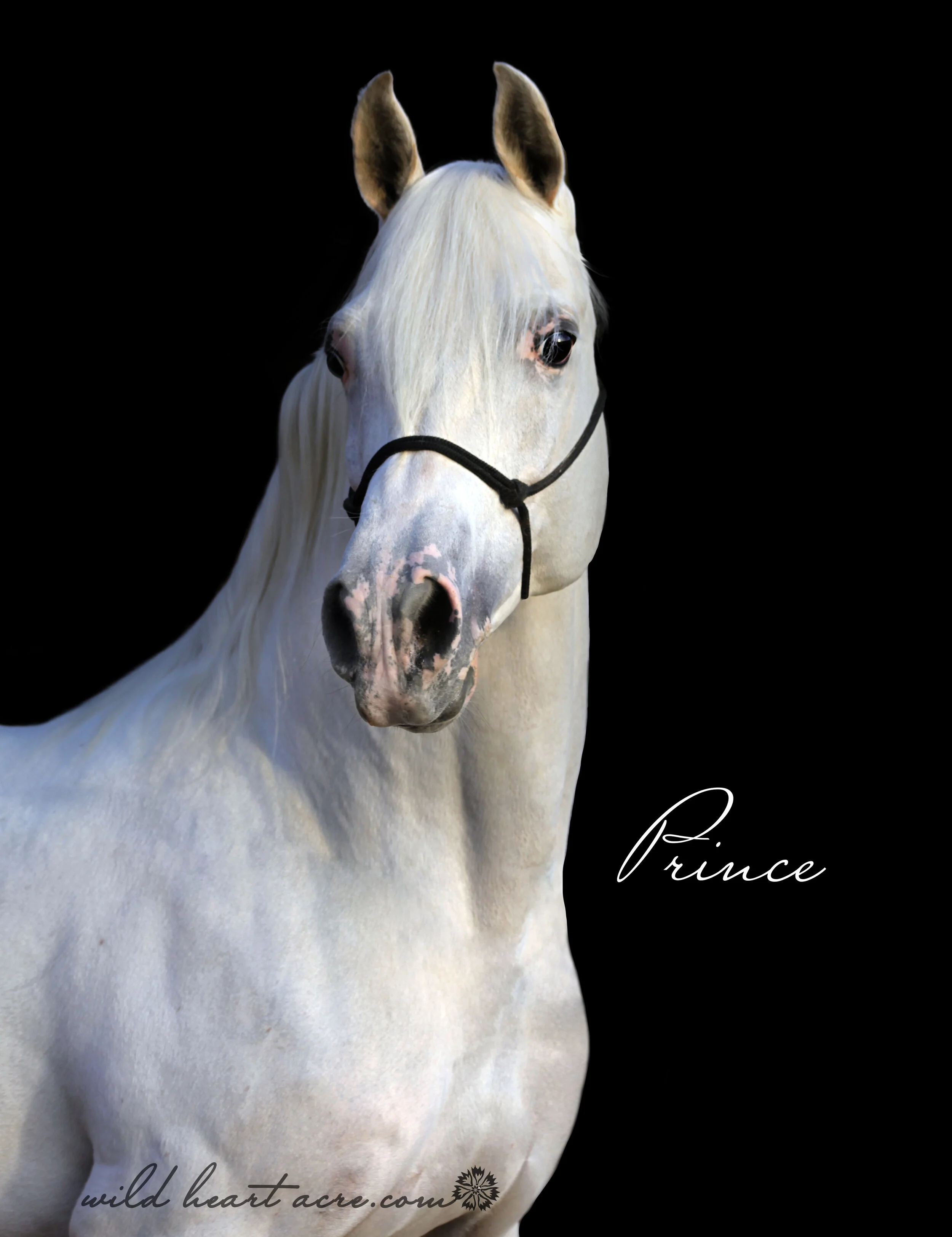 Esta Bernstein: “Eve, these photos are just incredible! Thank you so much! We love what you are doing and can't wait to share them! Thank you, it was a pleasure meeting and working with you. Love