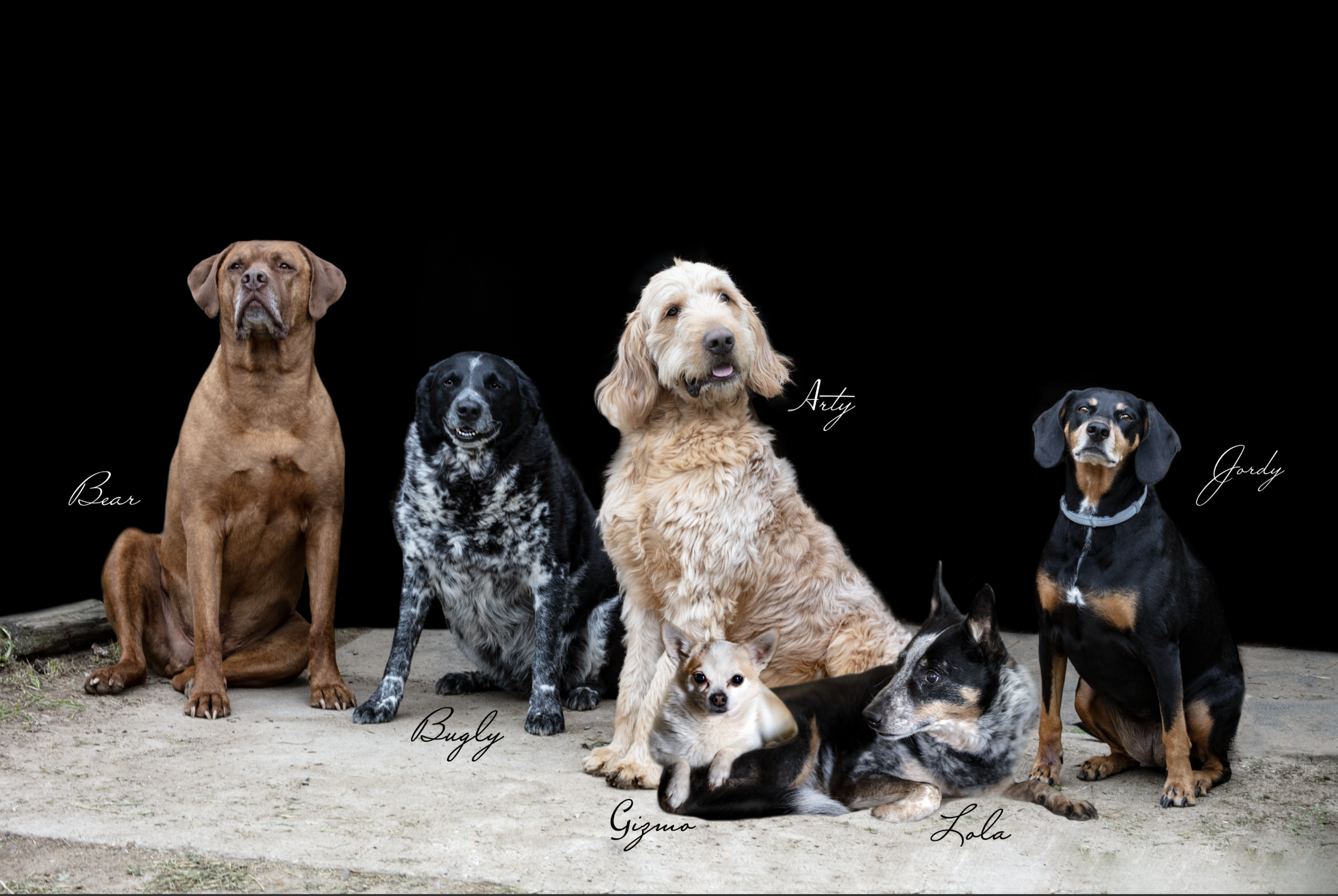 Tina Fox: "I love our dog group shot - thank you so much Eve! It's beautiful."