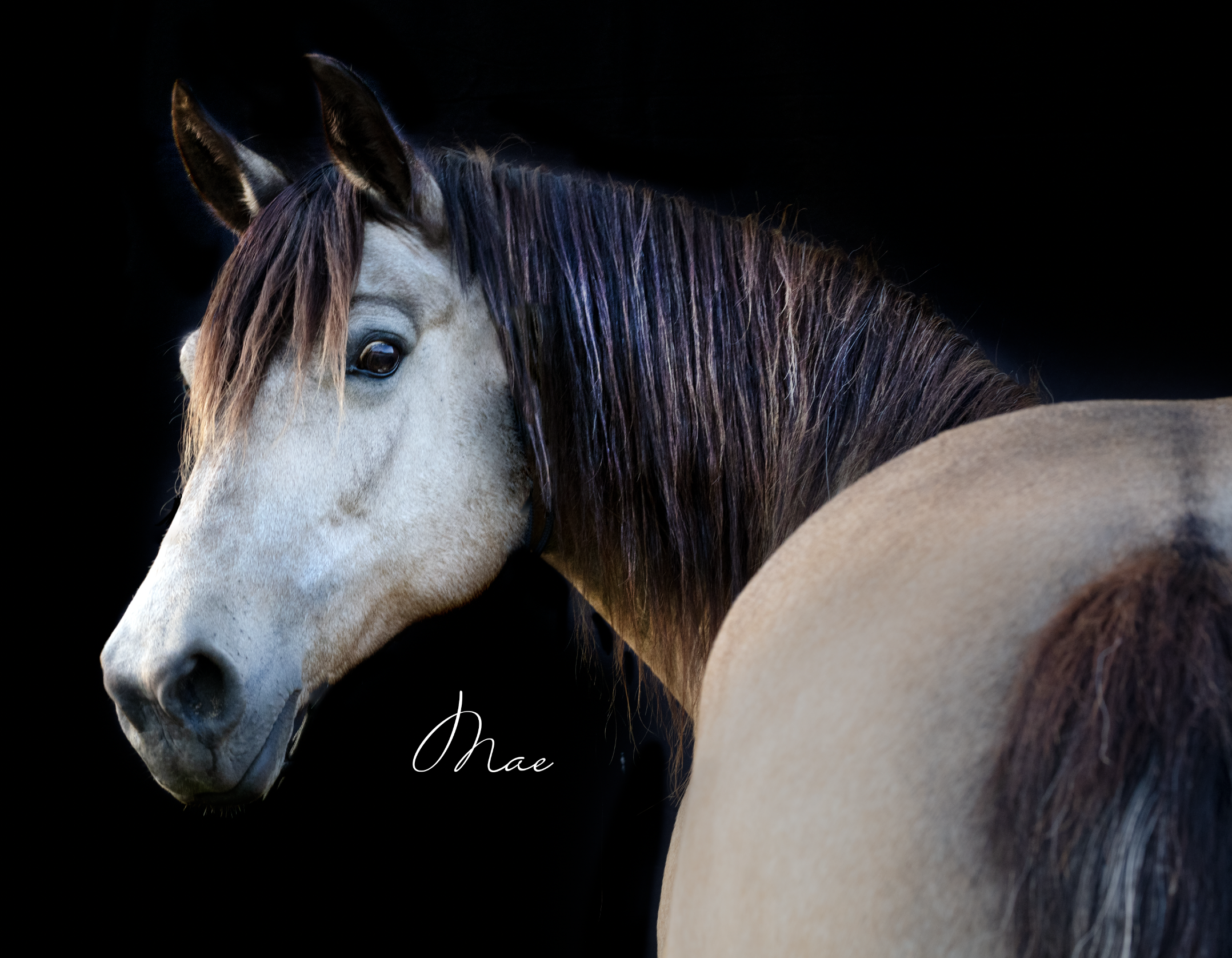 Kelly: “These are beyond amazing!!! Thank you so much for coming out to take these stunning pictures of our beloved horses. ABSOLUTELY AWESOME!!”