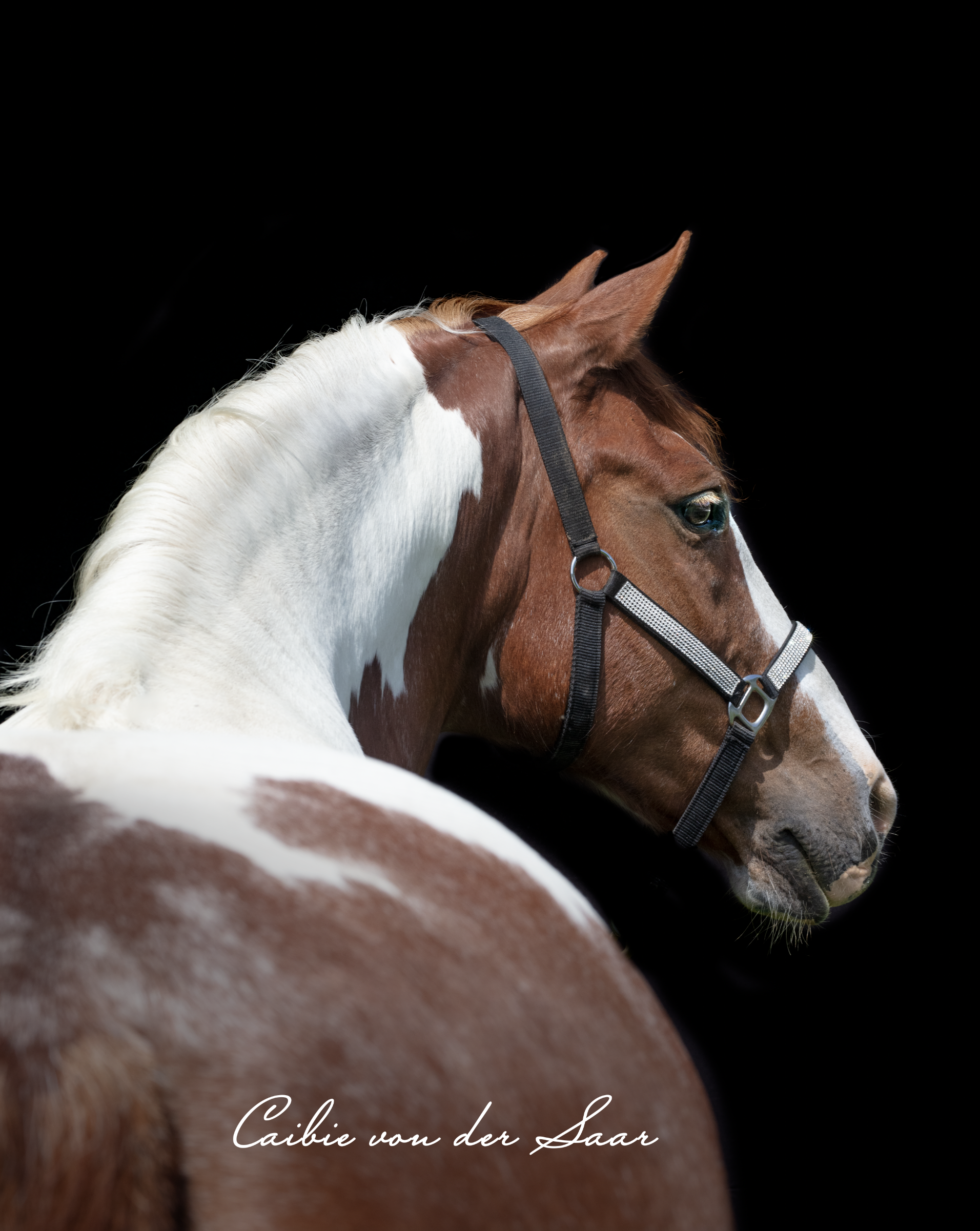 Dagmar Kessler: “We had an awesome time with you! Thanks again for the great memories you made!”