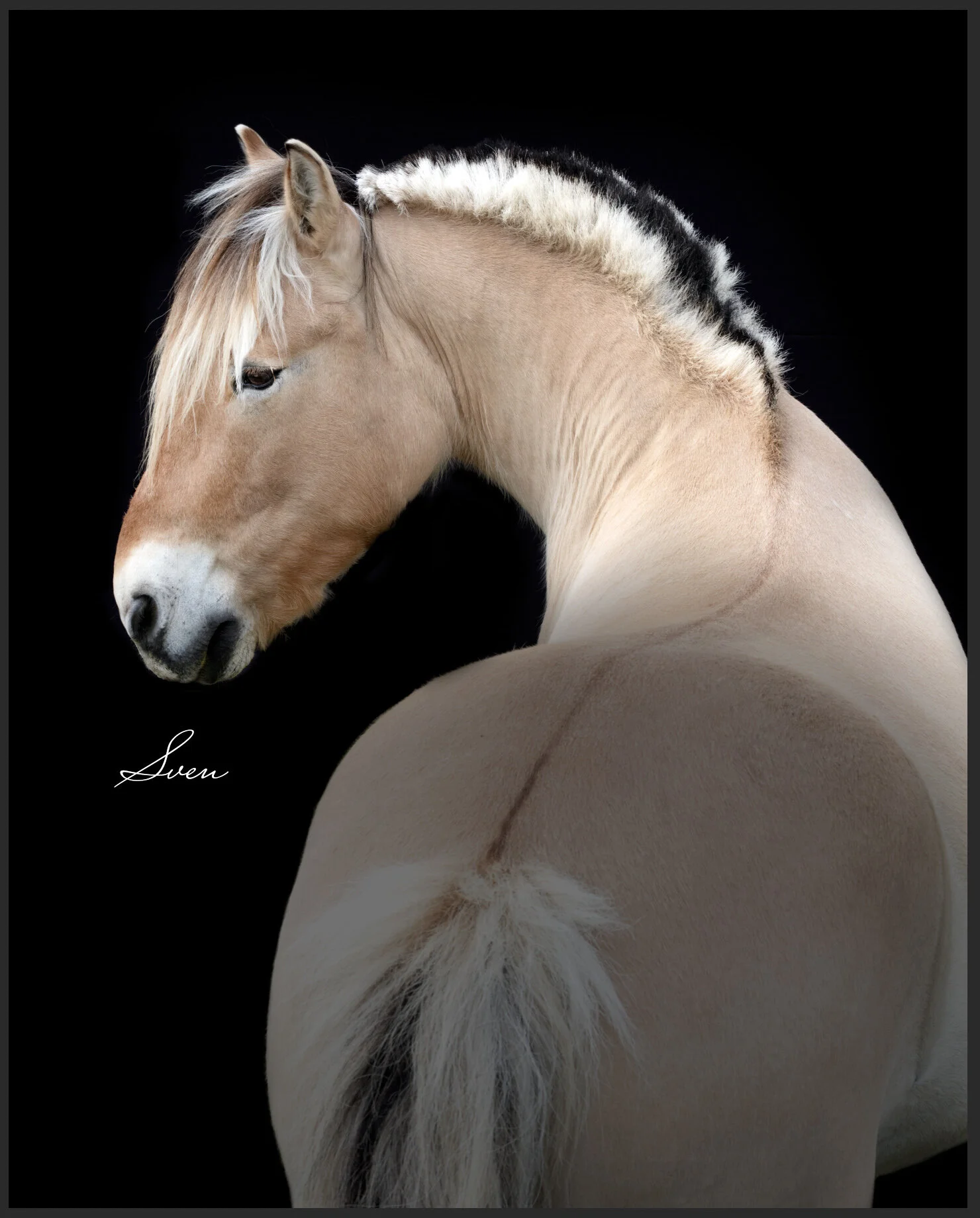 Bronwyn: Thank you so much, Eve, for taking such gorgeous pictures of Sven! I absolutely love them. You are very talented. I appreciate your patience with Sven more than I can say.  With gratitude!