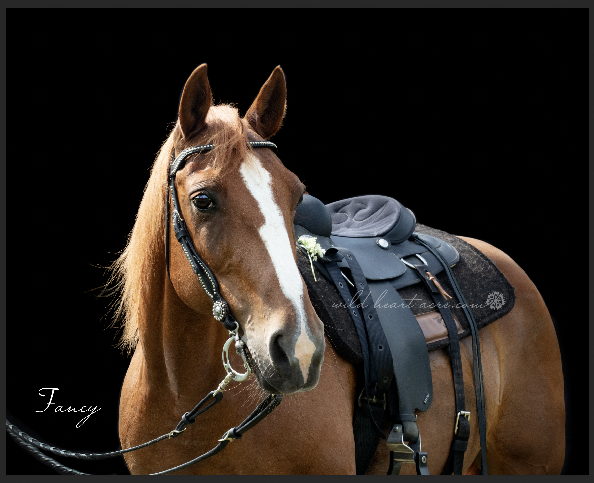 Jane: So happy with this photo Eve! Love this horse! Oh so beautiful! Everyone I’ve shown it to is blown away by how beautifully she's captured! Thank you!!