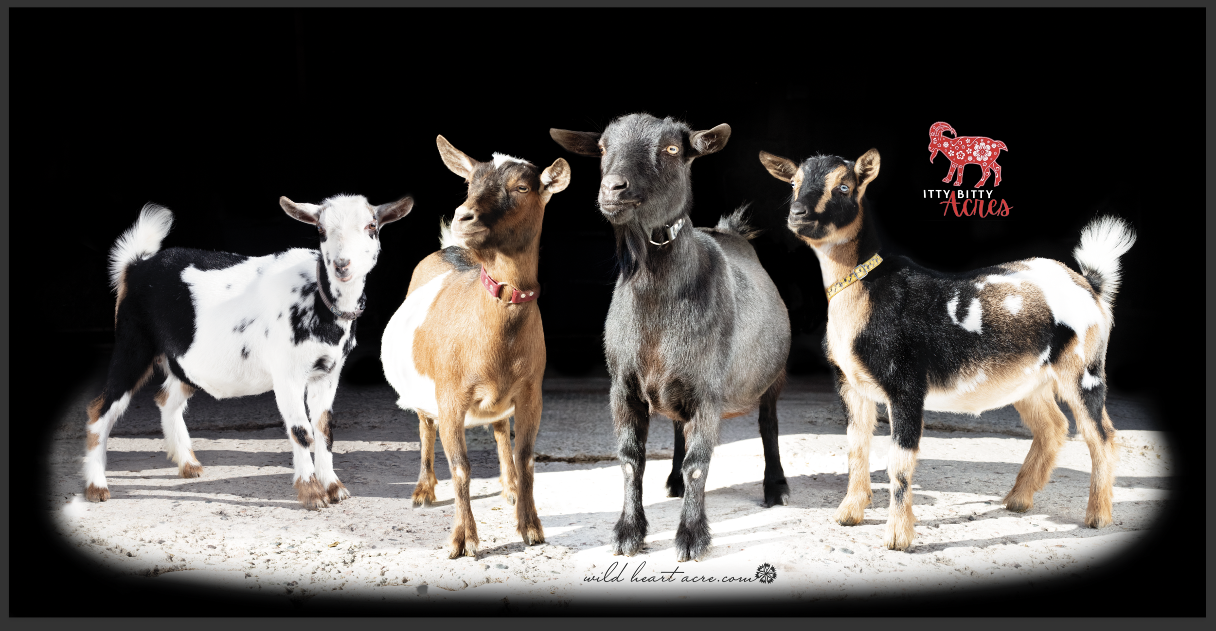 Megan Jones: you do amazing work -  everyone I show my goat photo to loves it! Thank you much.