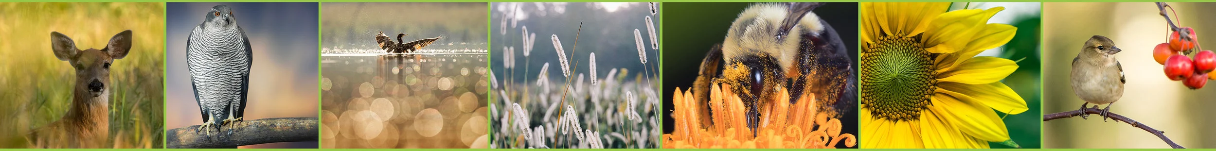 PictureBanner.jpg