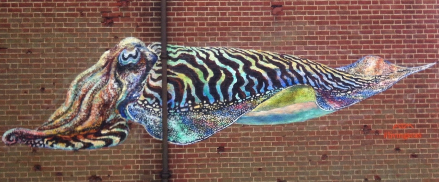 Cuttlefish+Portsmouth+Wildlife+Trusts+National+Marine+Week+2+%283%29.jpg