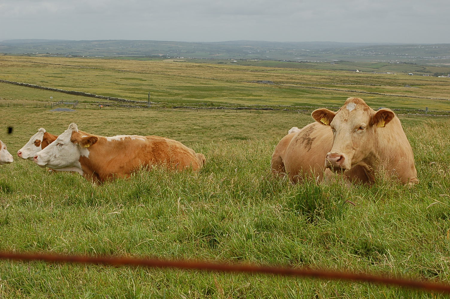 Irish Cattle    photo by L.D. Van Cleave