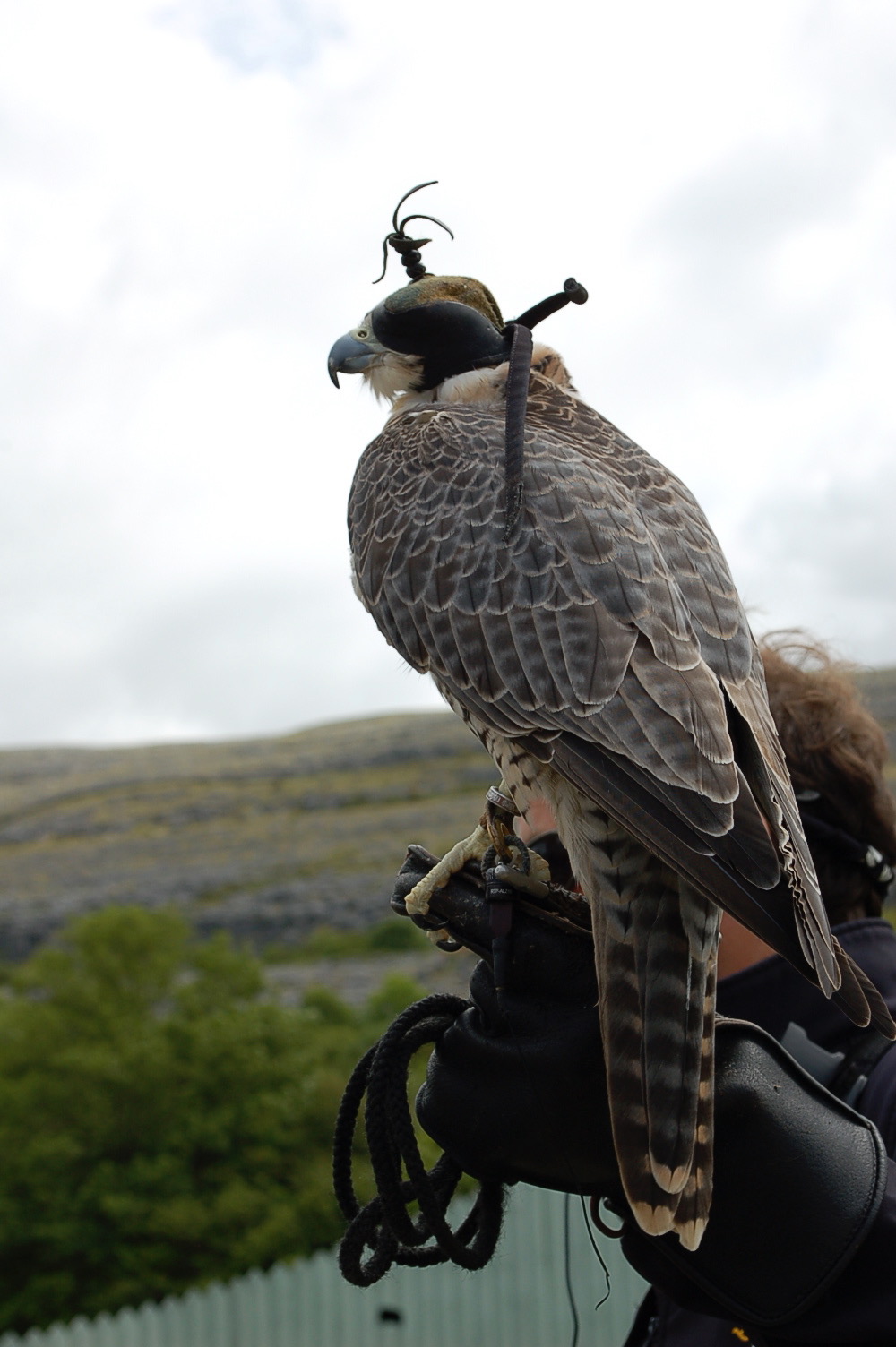 Birds of Prey    photo by L.D. Van Cleave