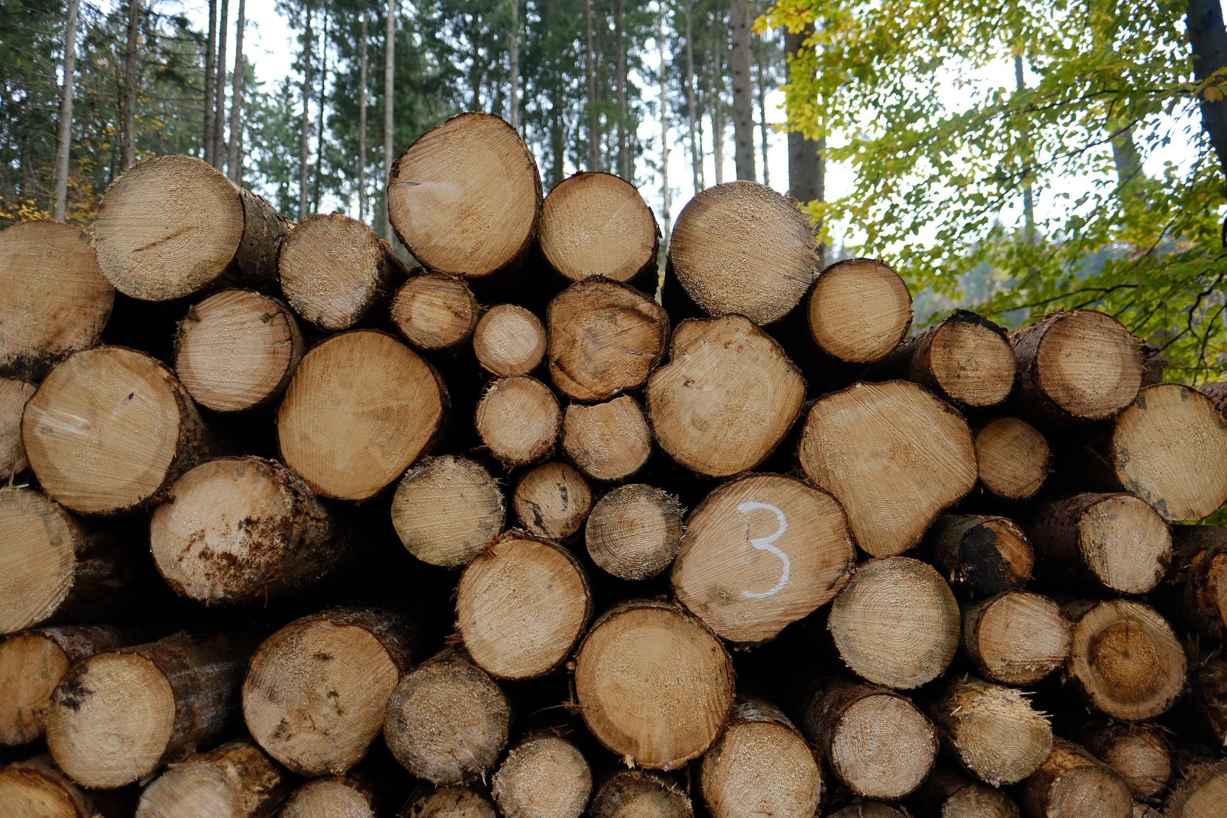 German Forestry    photo by L.D. Van Cleave