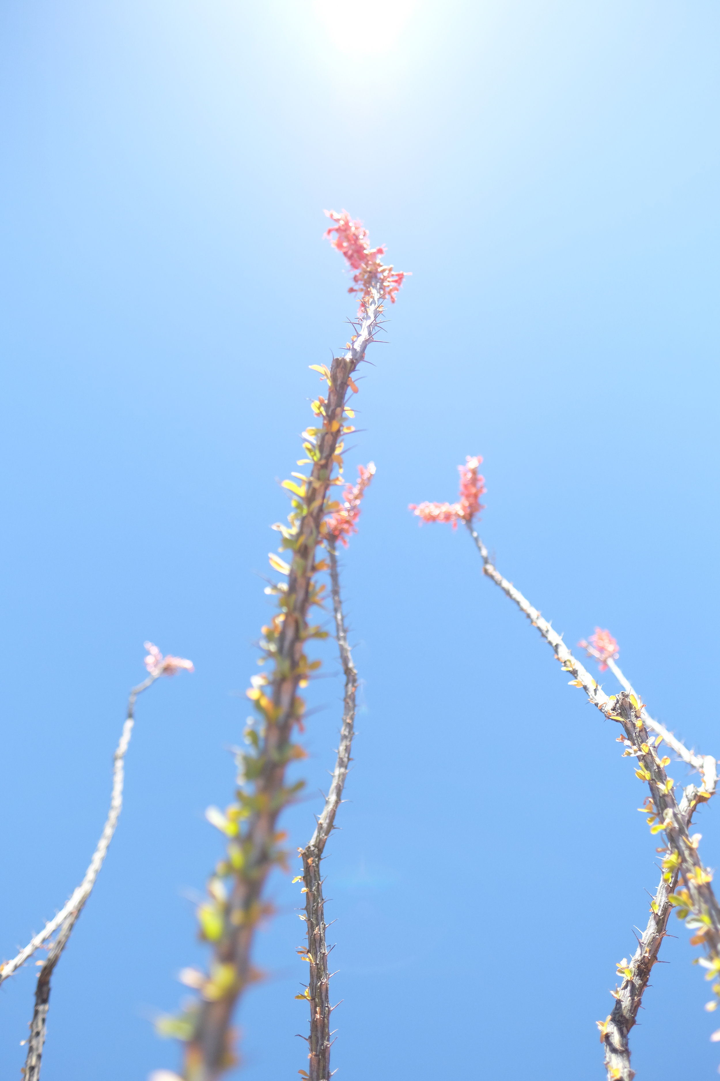 Desert Beauties    photo by L.D. Van Cleave