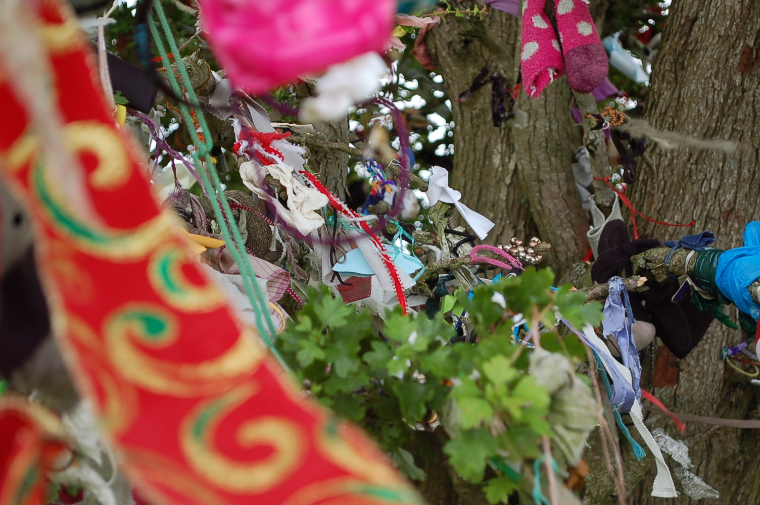 Ribbons of an Irish Fairy Tree    photo by L.D. Van Cleave